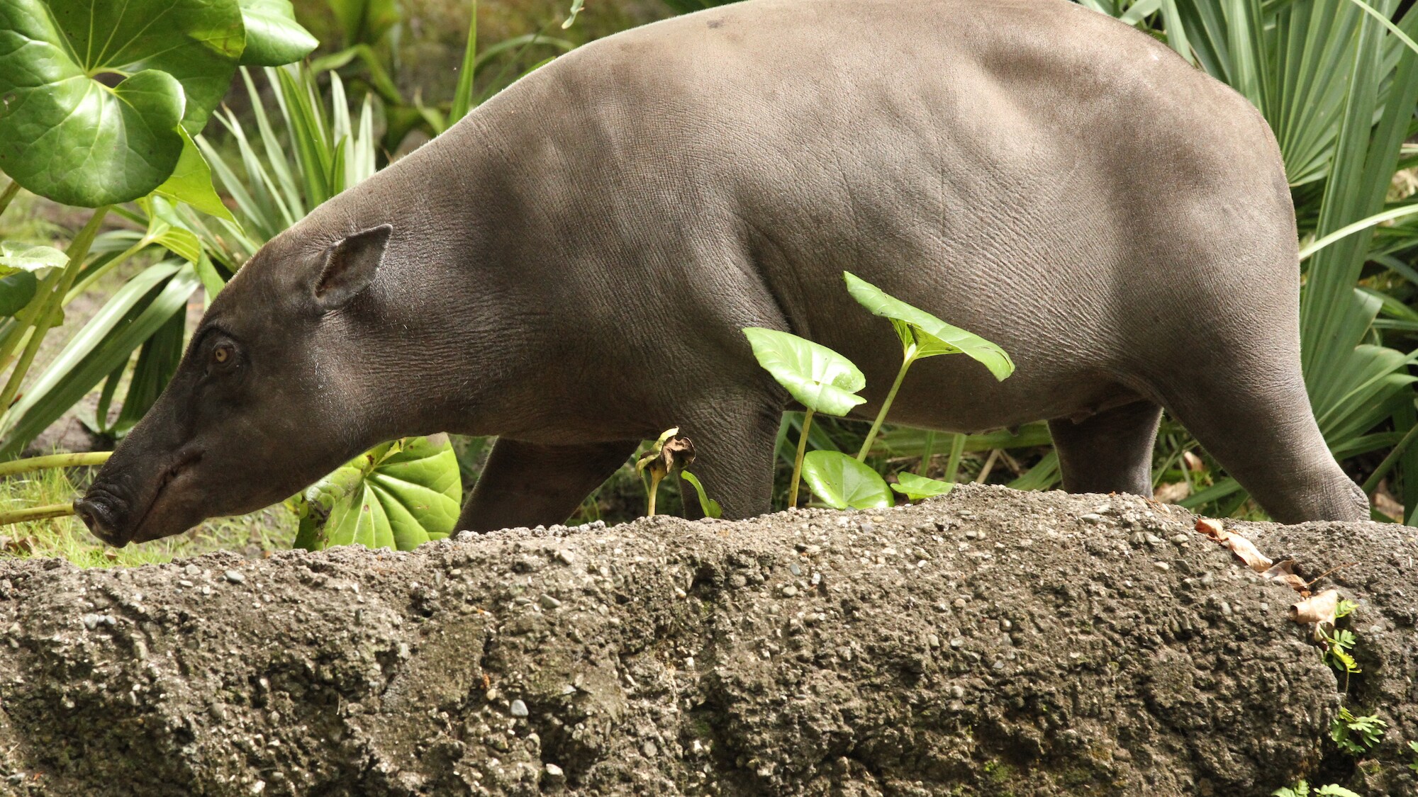 Betty the Babirusa at the Oasis. (Disney)