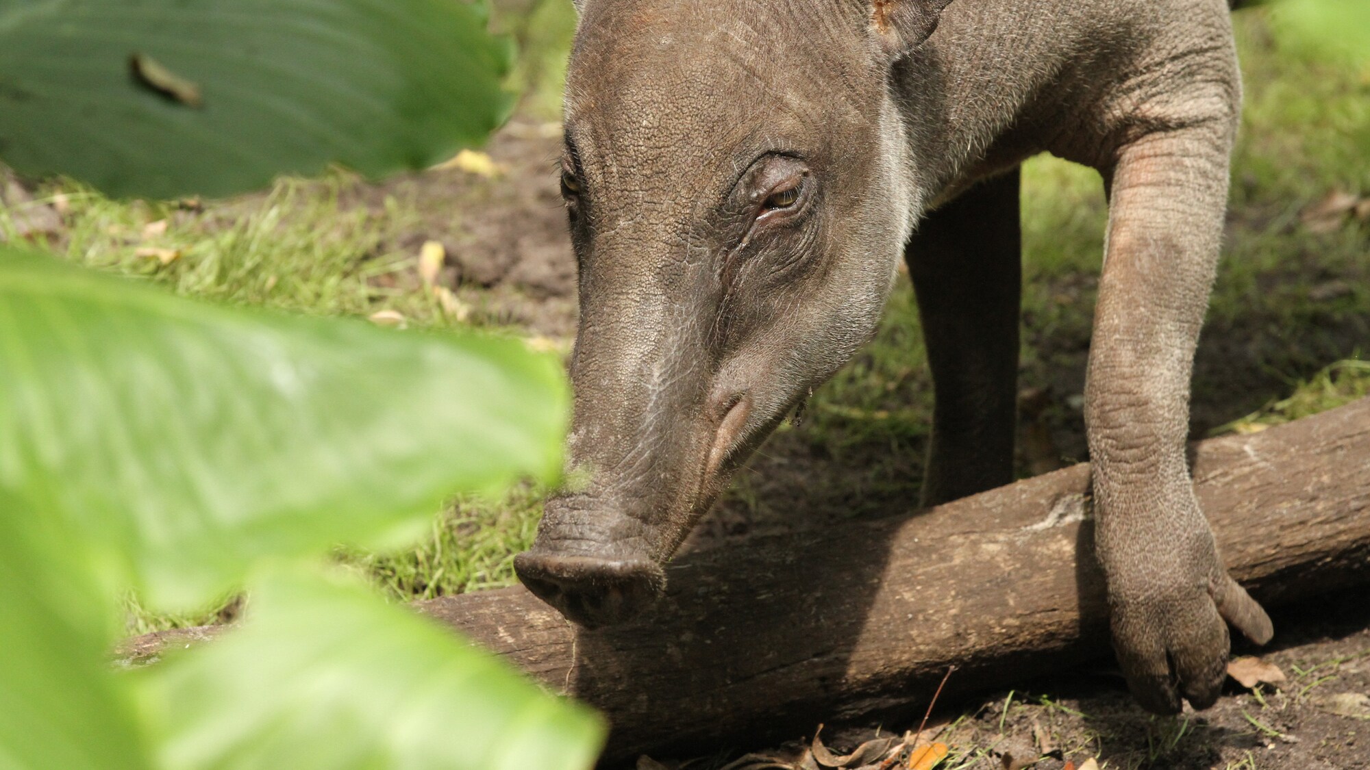 Betty the Babirusa at the Oasis. (Disney)