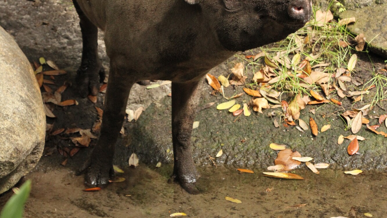 Betty the Babirusa at the Oasis. (Disney)