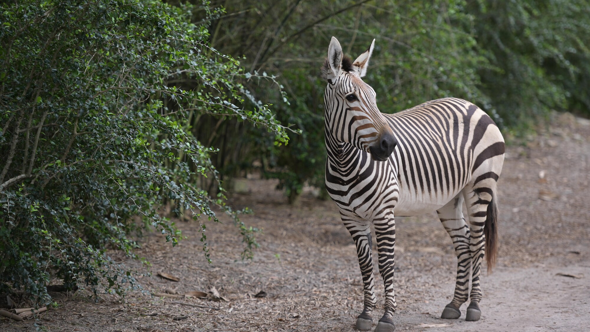 Heidi the Hartmann's Zebra. (Charlene Guilliams/Disney)