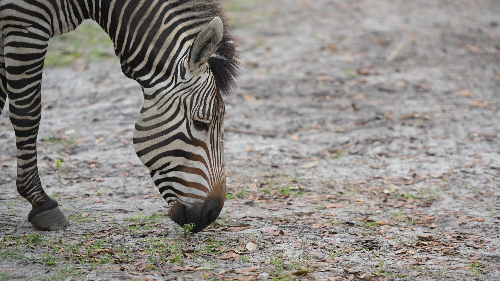 Domino the Hartmann's Zebra. (Charlene Guilliams/Disney)