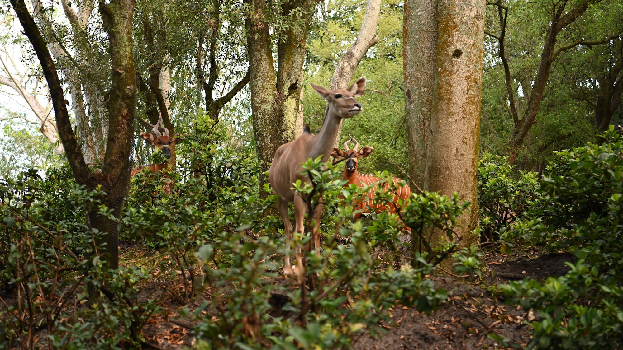 Male and female Bongo antelope amongst the trees of the savanna. (National Geographic/Gene Page)