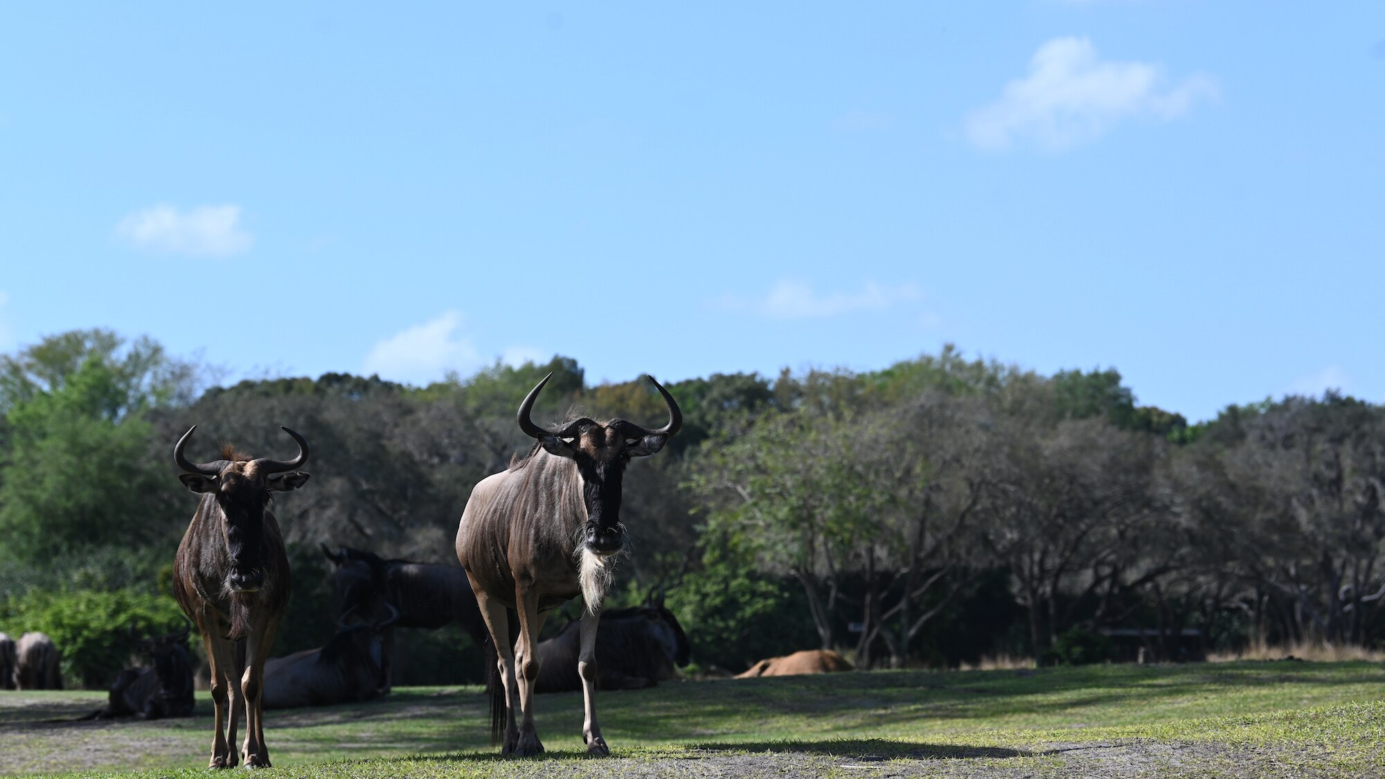 Wildebeest on the savanna. (National Geographic/Gene Page)