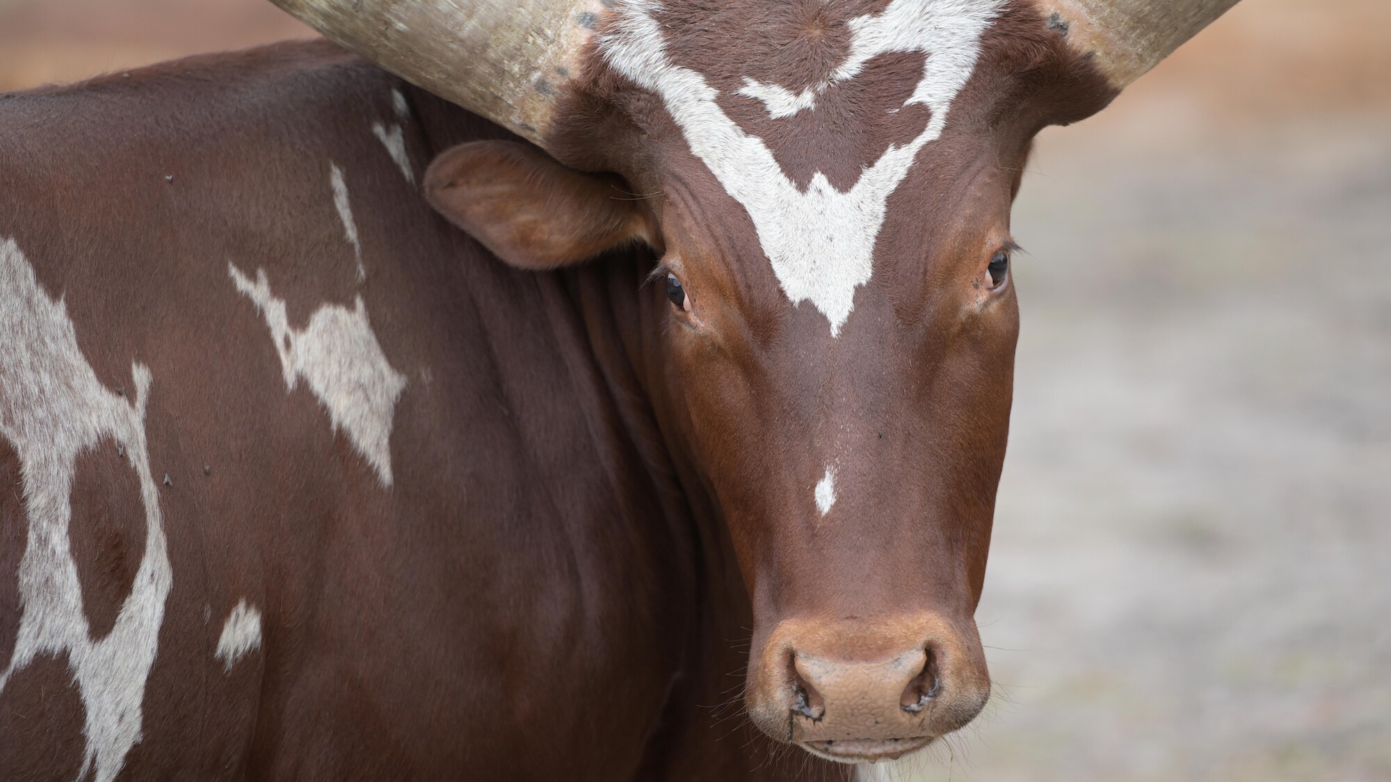 Adeola the Ankole Cow looking at the camera. (Charlene Guilliams/Disney)