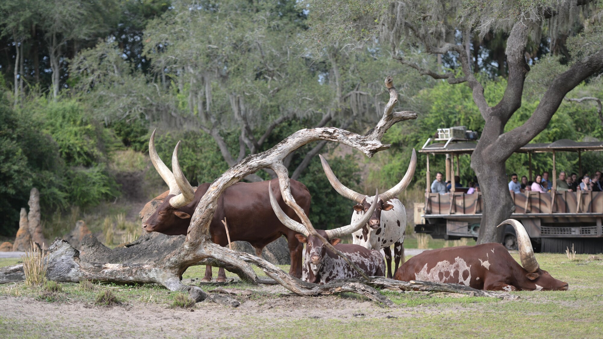 Ace, Audrey, Dixie-Jane, and Adeola the Ankole Cattle. (Charlene Guilliams/Disney)