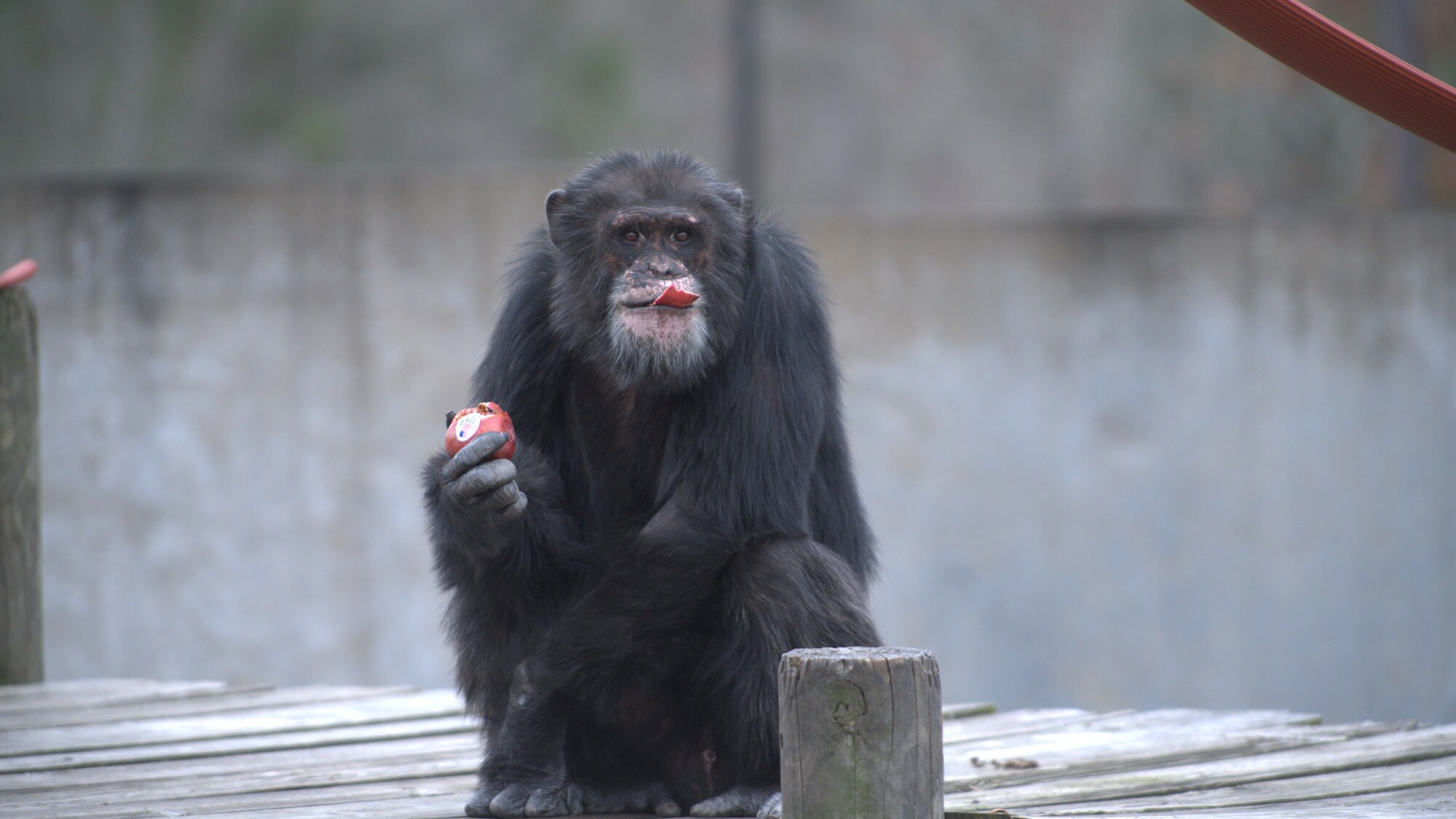 Hawkins eating an apple. Apple peel sticking out of his mouth. Spock’s group. (Chimp Haven)