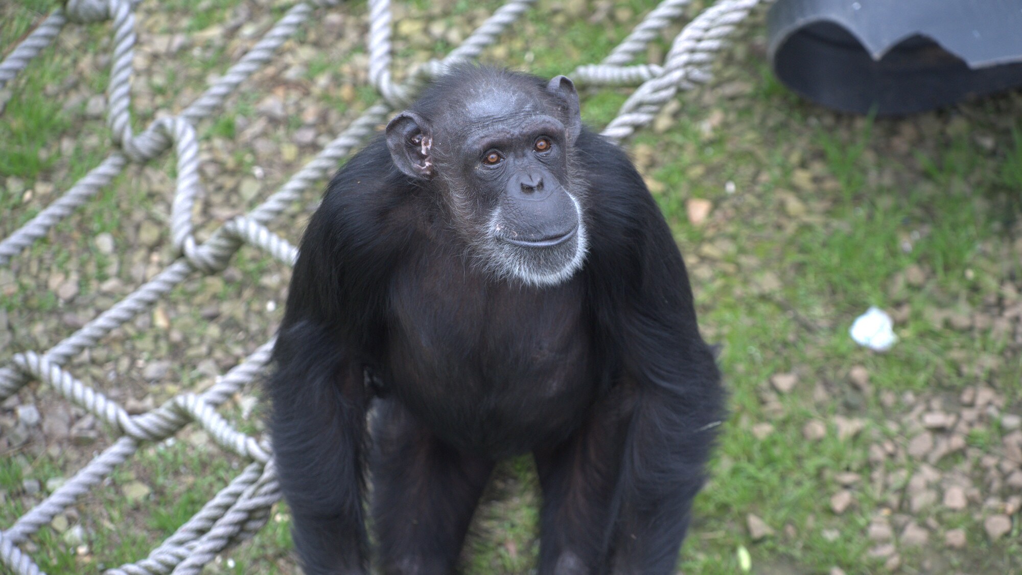 Star Burst looking up. Spock’s group. (Chimp Haven)