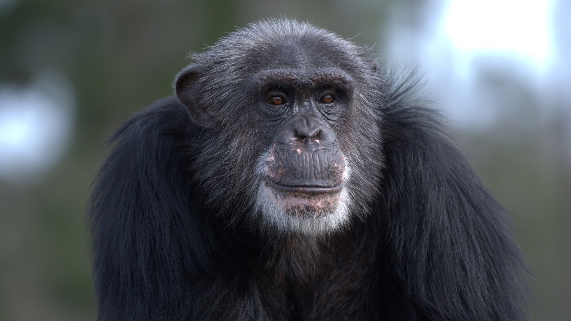 Close up of TJ. Spock’s group. (Chimp Haven)