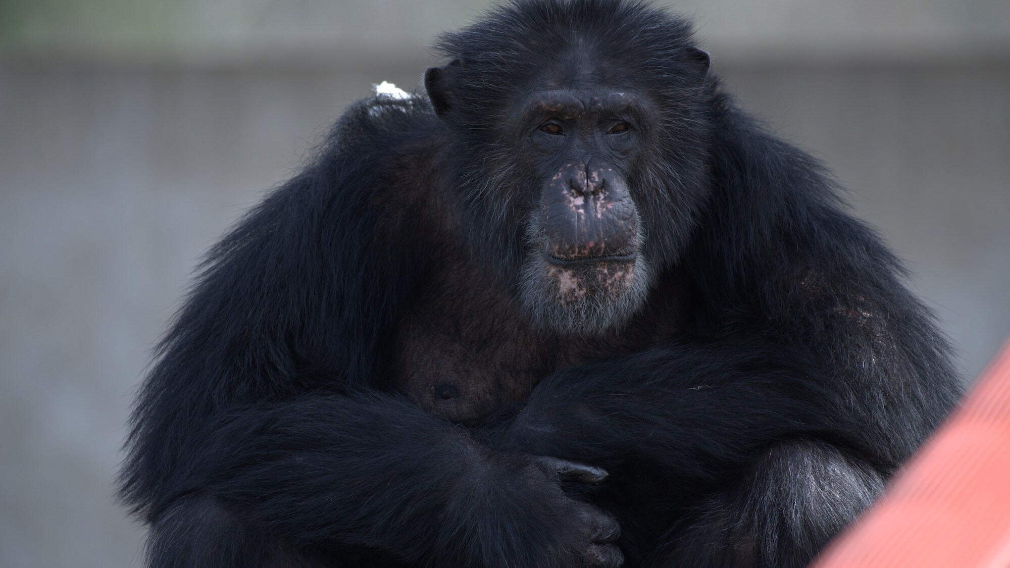 Austin sat, staring towards camera. Spock’s group. (Chimp Haven)