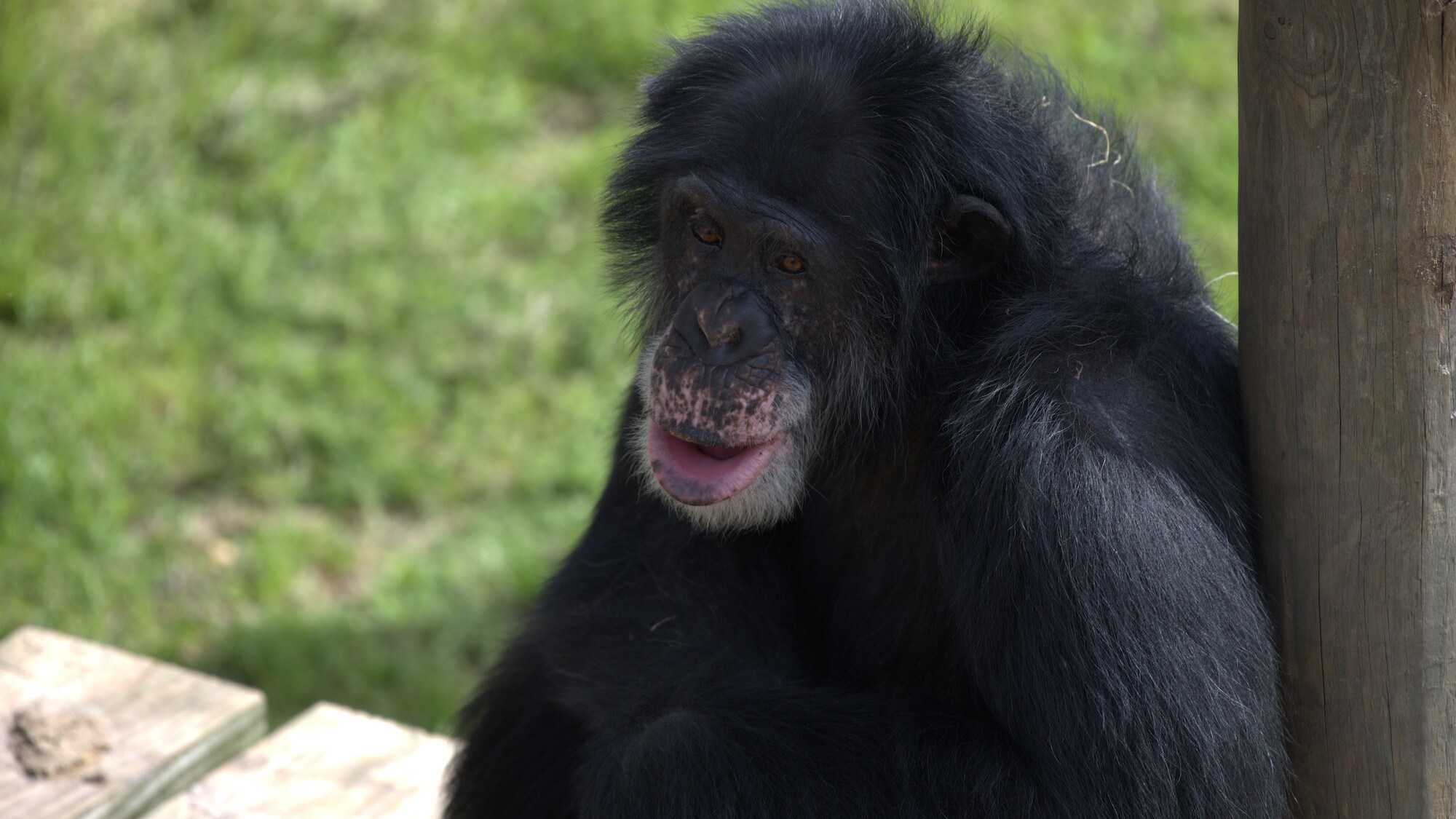 Harley sits against pole. Spock’s group. (Chimp Haven)