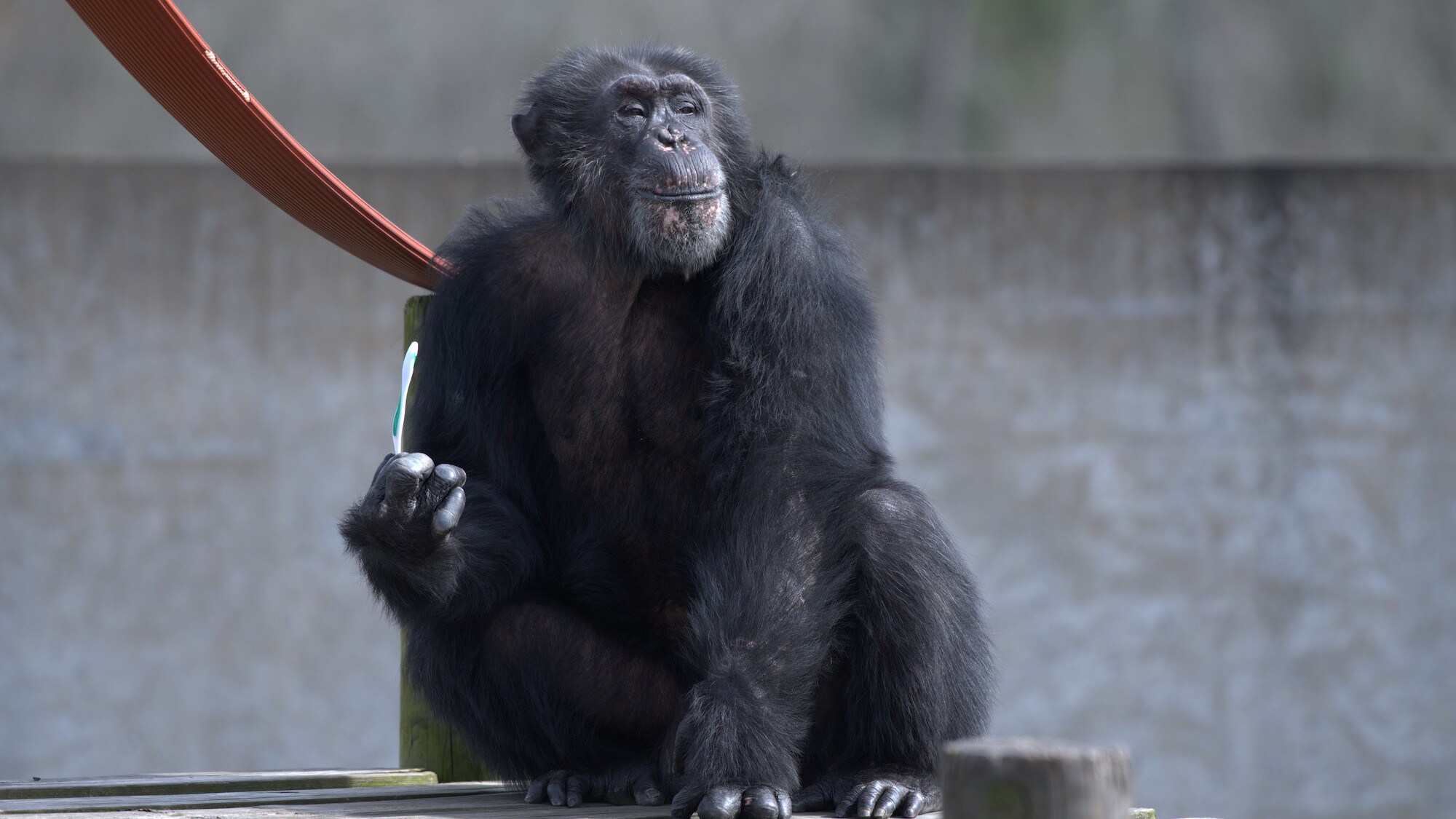 Austin, looks like he's smiling. Spock’s group. (Chimp Haven)