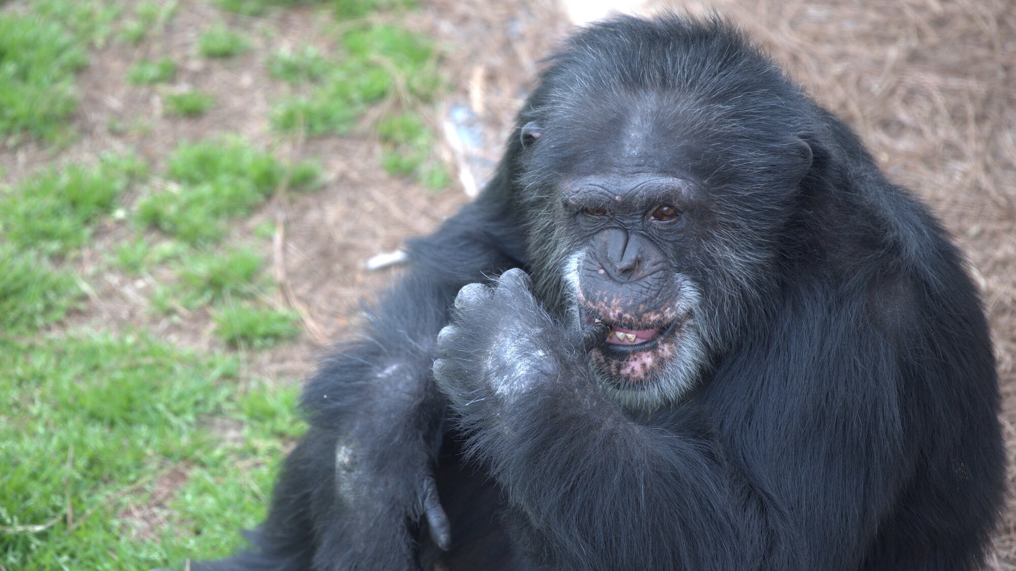 Bowen, cleaning teeth with thumb. Spock’s group. (Chimp Haven)