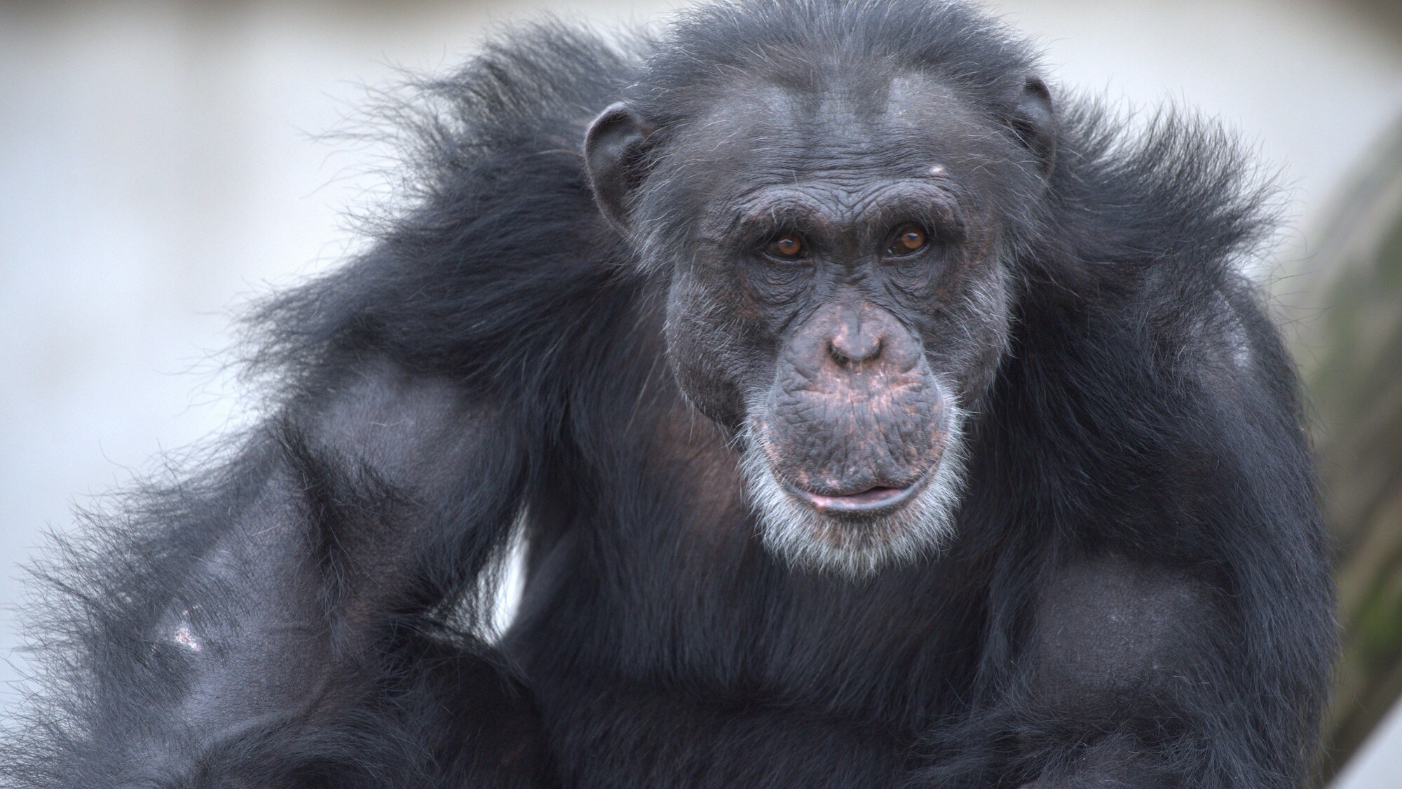 Close up of Shaq. Spock’s group. (Chimp Haven)