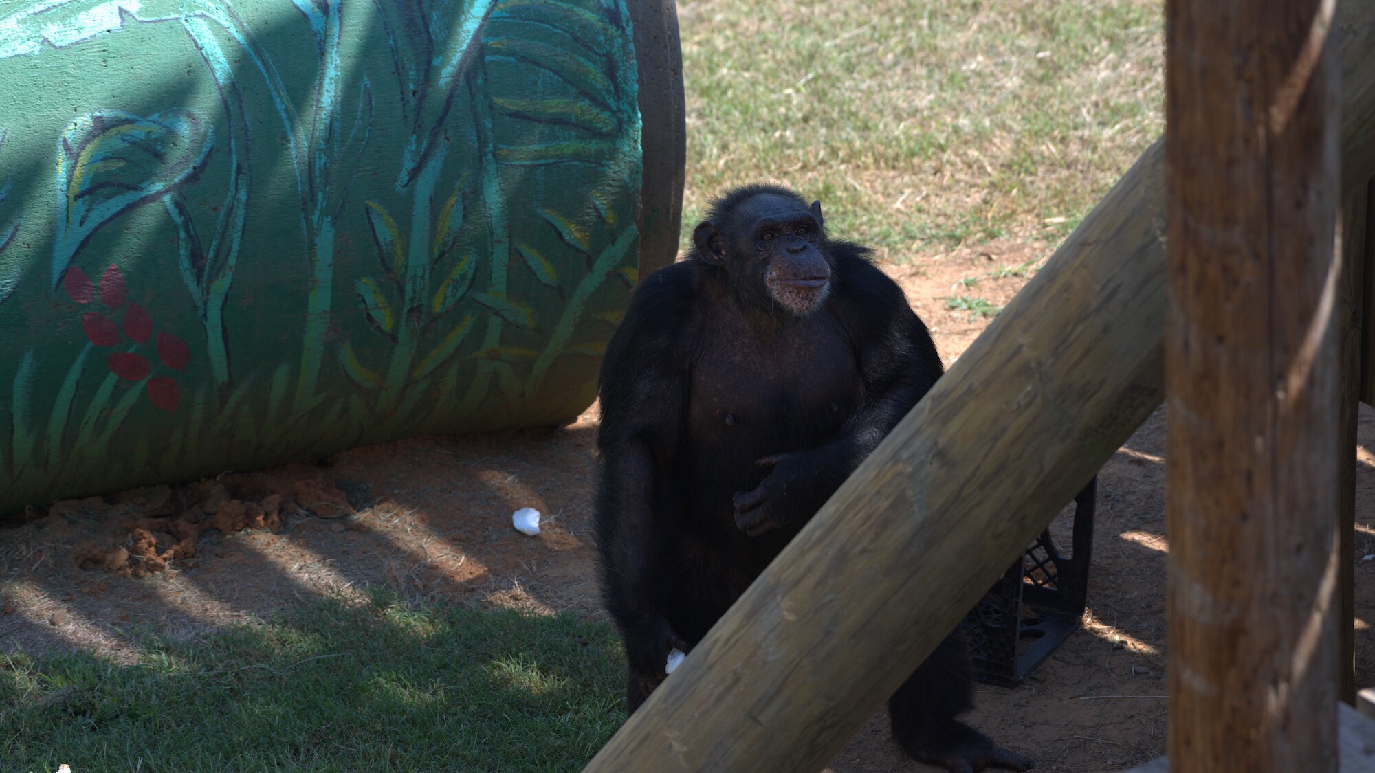 Robbie stands on two feet scratching her belly. Spock’s group. (Chimp Haven)