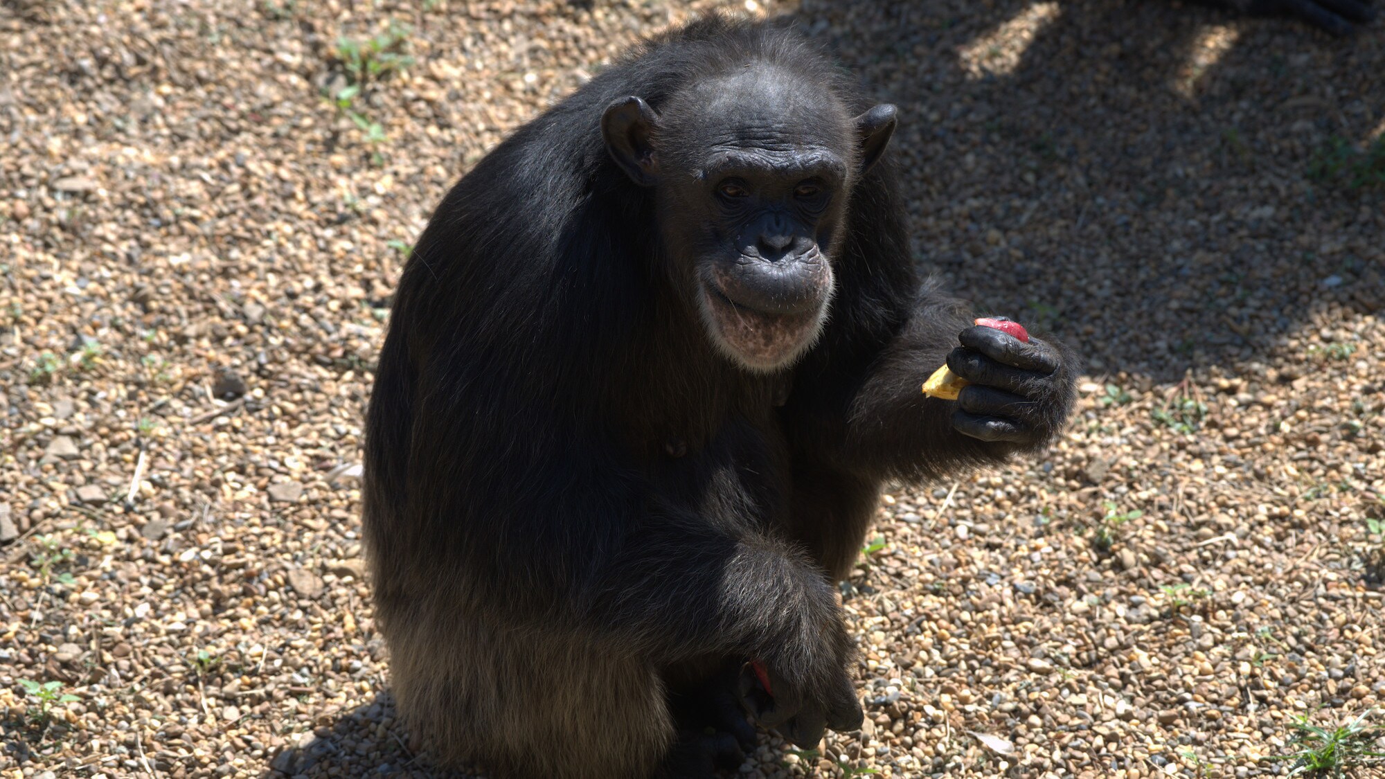 Heidi sitting. Spock’s group. (Chimp Haven)