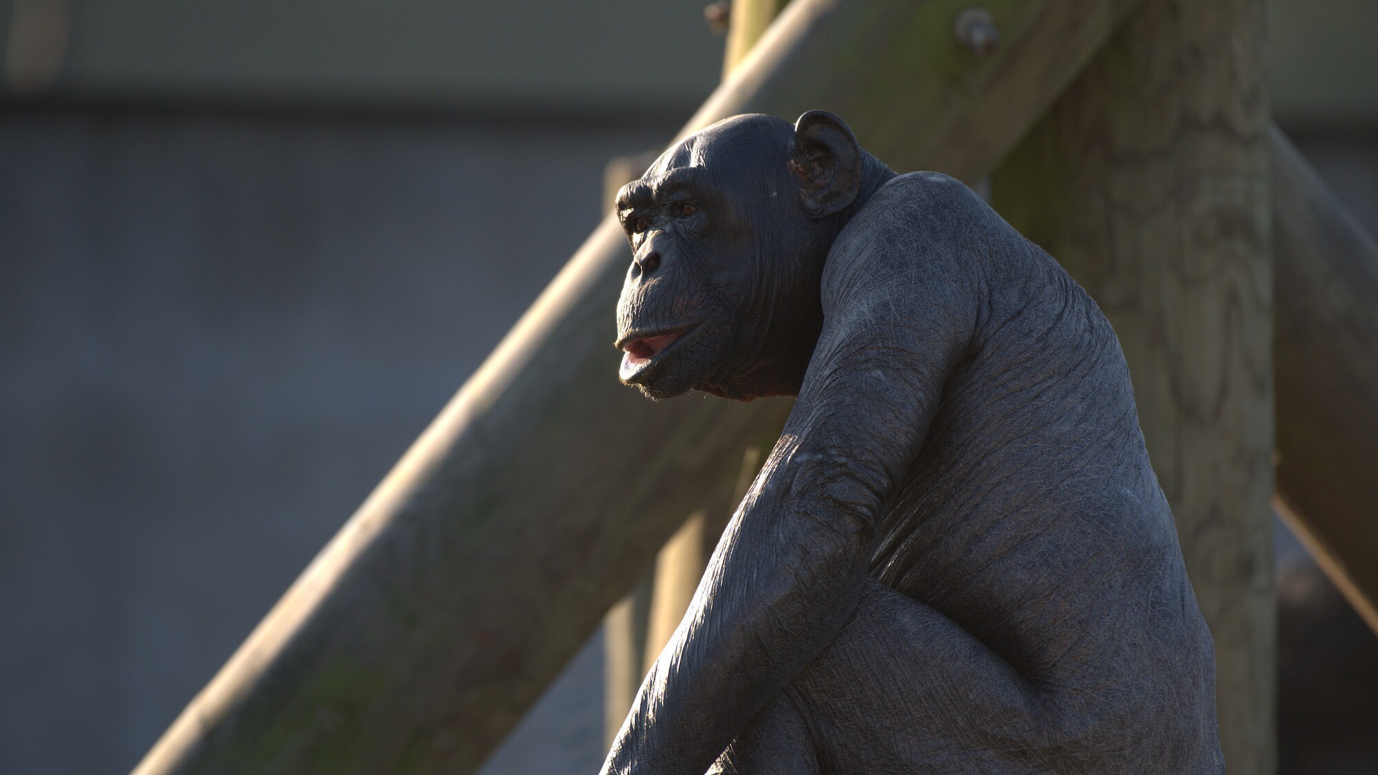 Hope sat on platform alone. Spock’s group. (Chimp Haven)