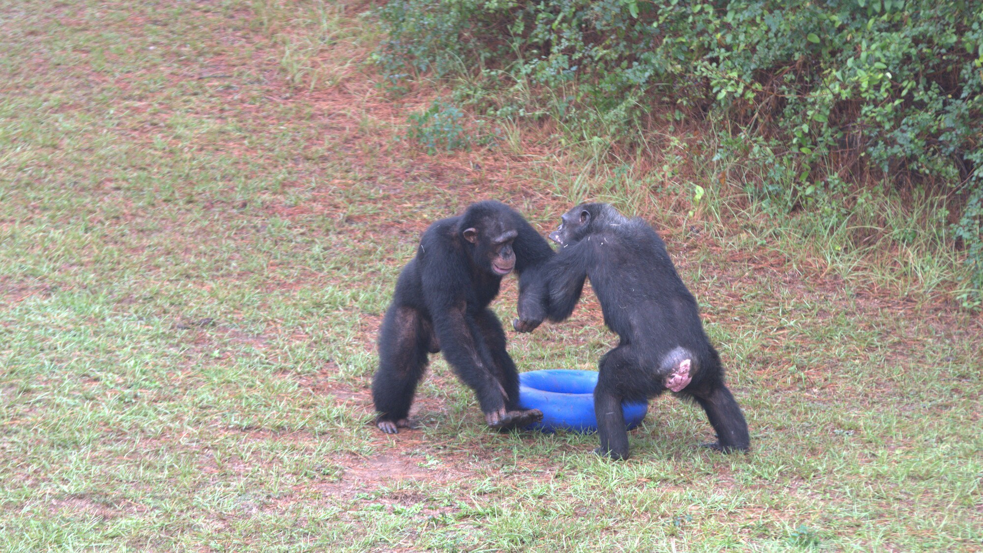 Jimmy Dean and another chimp standing bi-pedally squaring up to each other - asserting dominance. Sara Soda’s group. (Nicholas Chapoy)