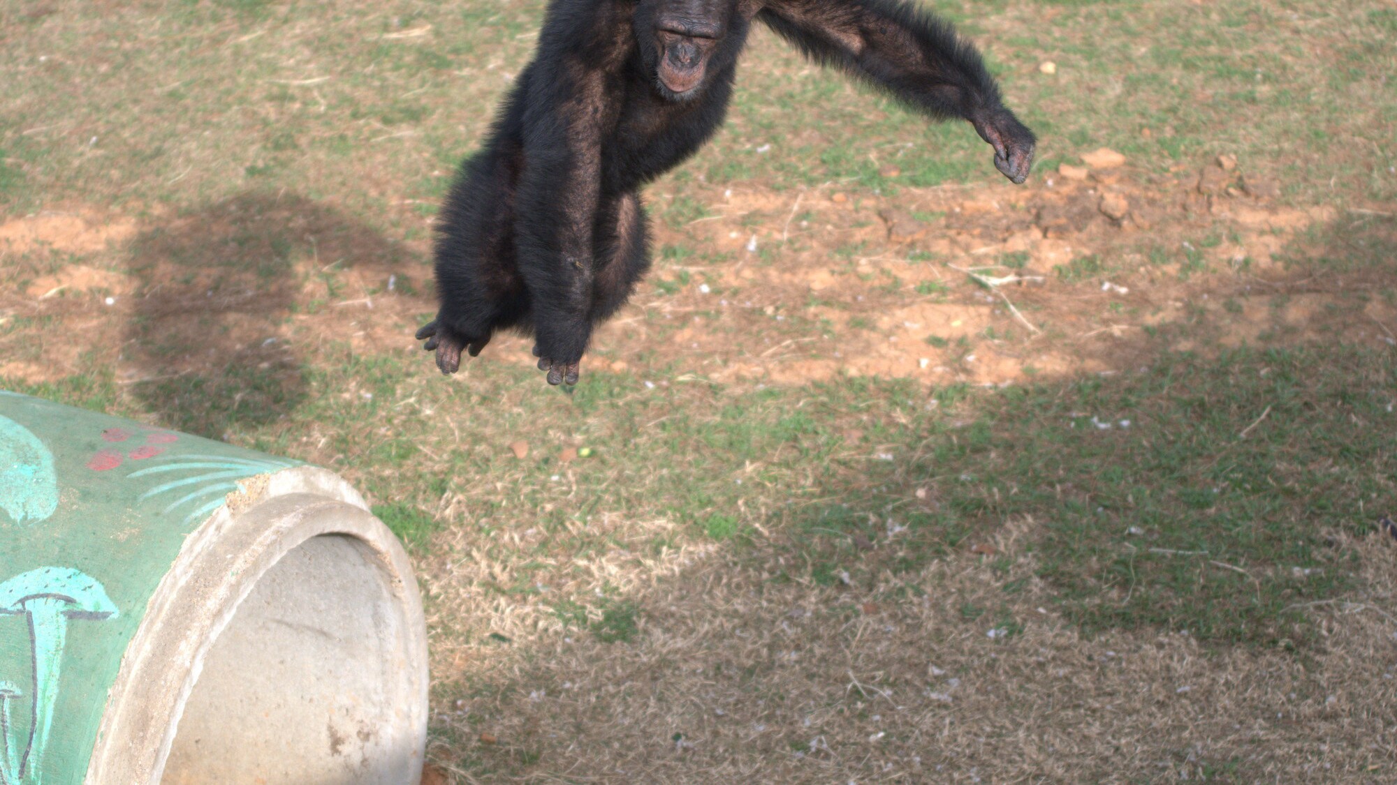 Jimmy Dean in mid air jumping off a painted concrete cylinder. Sara Soda’s group. (Nicholas Chapoy)