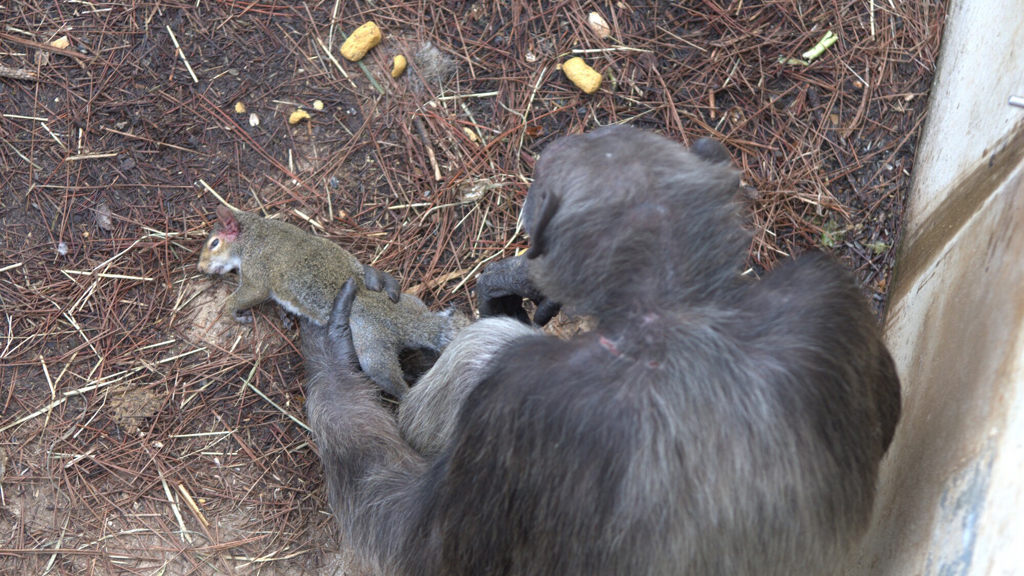 Flora holding a dead squirrel. Sara Soda’s group. (Nicholas Chapoy)