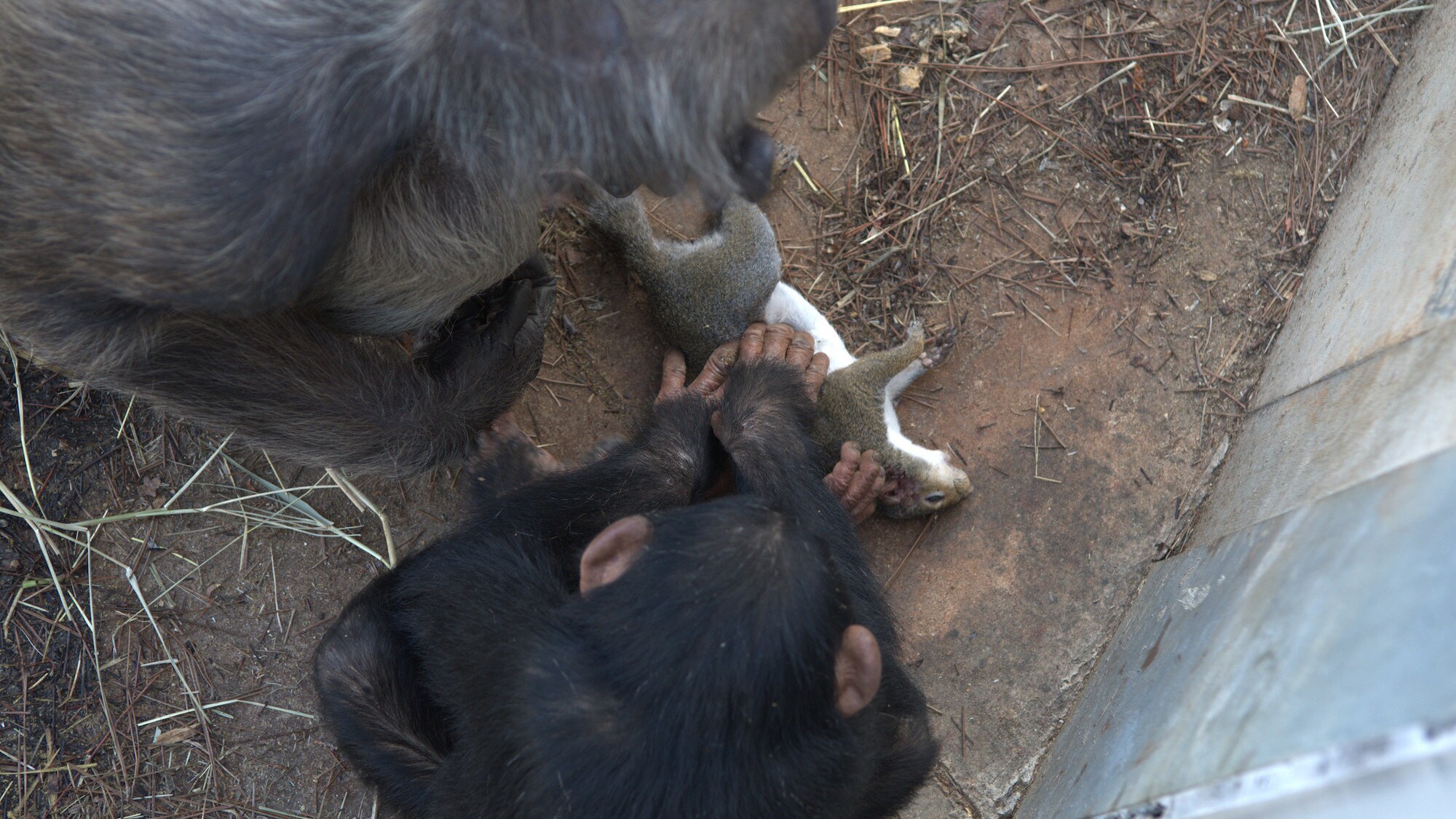 Carlee caressing dead squirrel. Top down view of the scene. Sara Soda’s group. (Nicholas Chapoy)