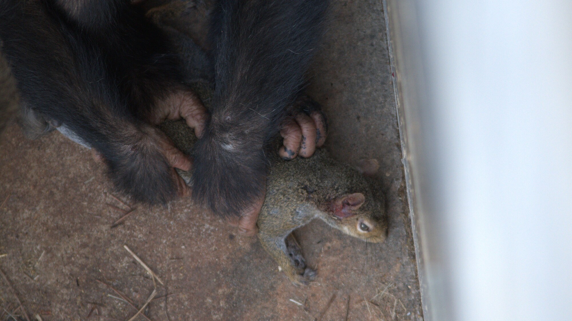 Carlee holding dead squirrel. Sara Soda’s group. (Nicholas Chapoy)