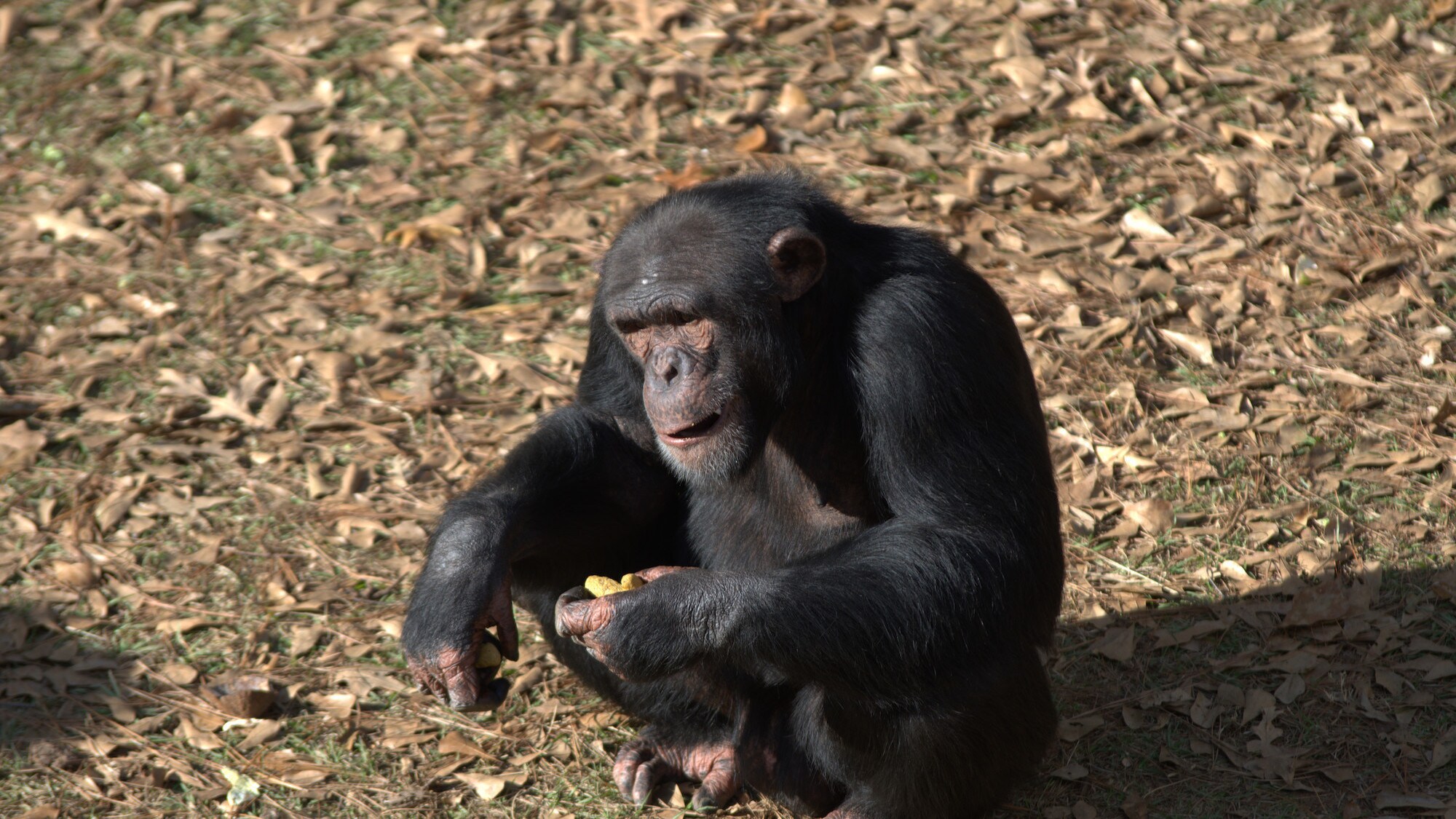 Mason crouching down with chow in his hand. Sara Soda’s group. (Nicholas Chapoy)