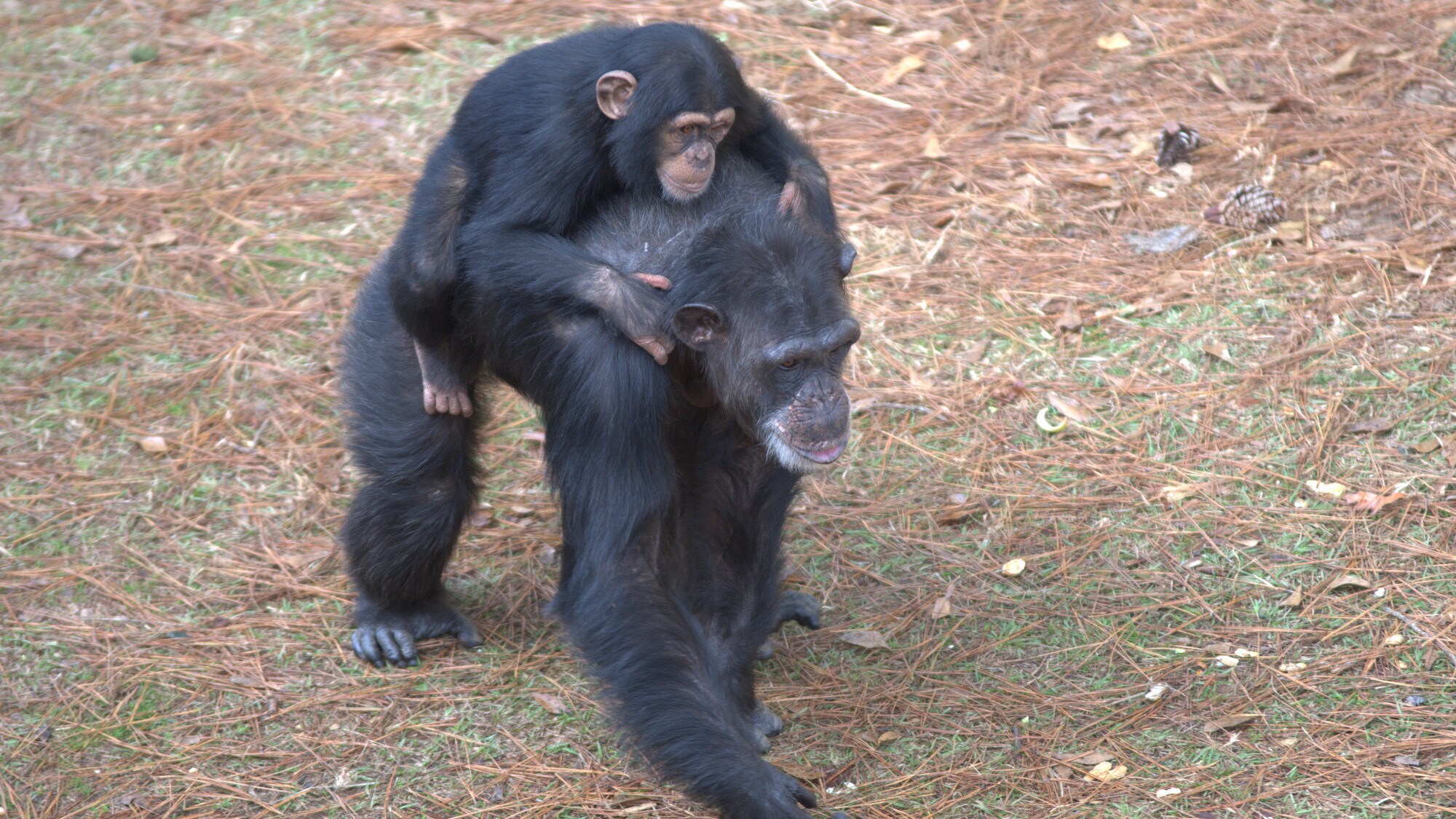 Baby Carlee riding on Mom Passion’s back in their forest habitat. Sara Soda’s group. (Nicholas Chapoy)