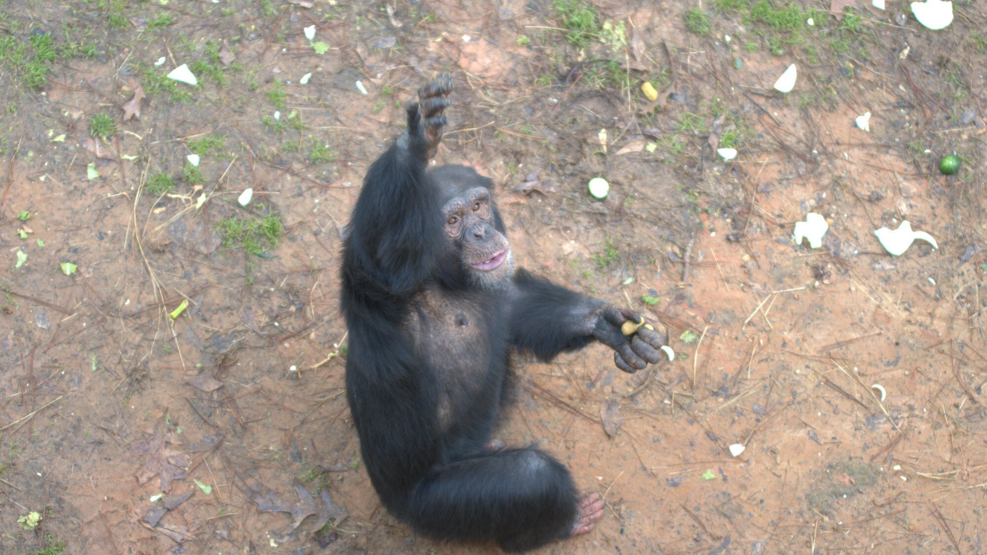 Mason with chow in left hand holding his other arm in the air begging for more food. Sara Soda’s group. (Nicholas Chapoy)