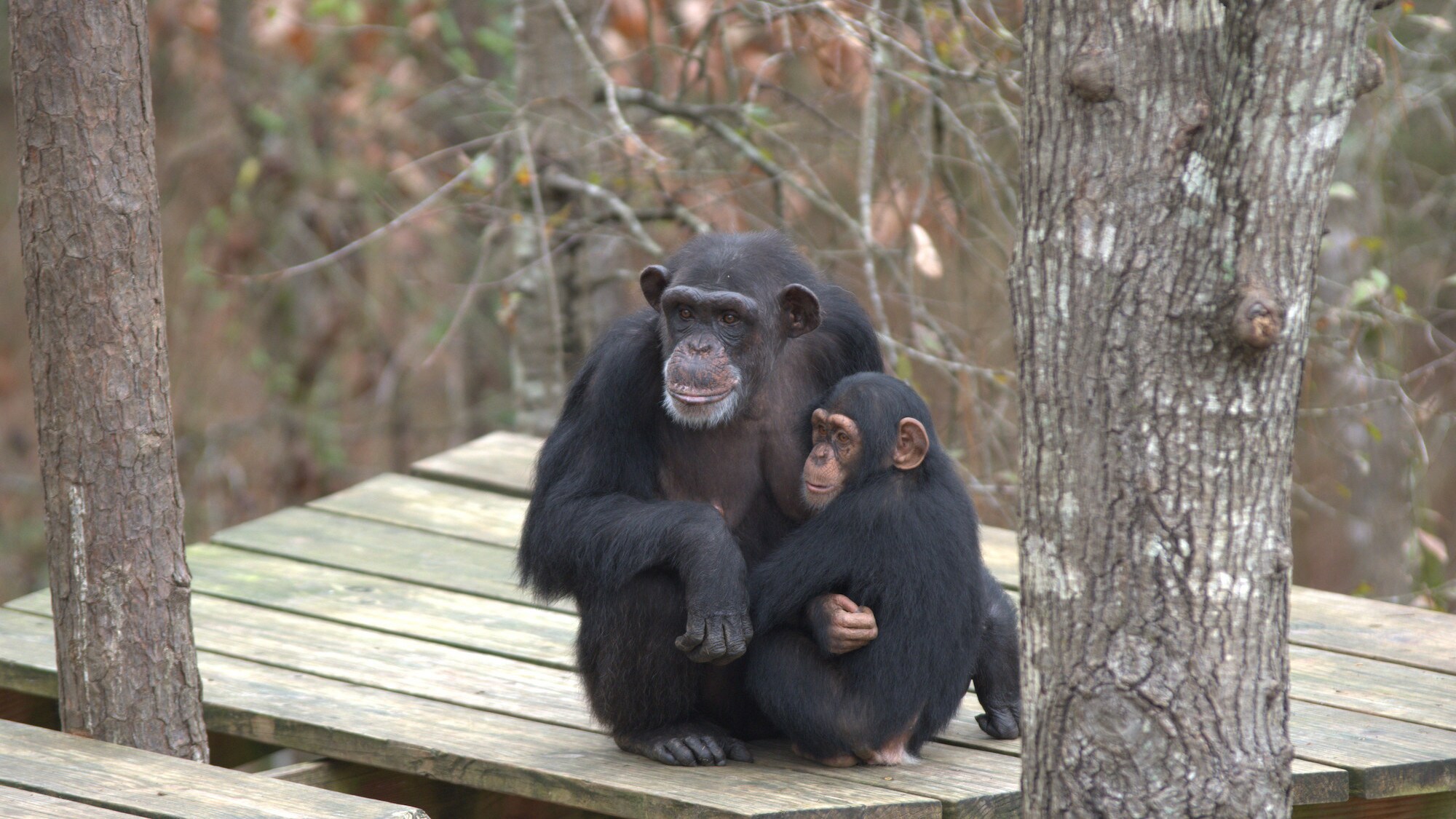 Passion and baby Carlee having a cuddle on a wooden platform in the trees. Sara Soda’s group. (Nicholas Chapoy)