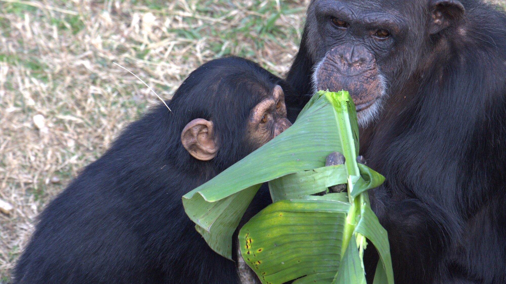 Carlee inspecting Passions banana leaf. Sara Soda’s group. (National Geographic/Virginia Quinn)