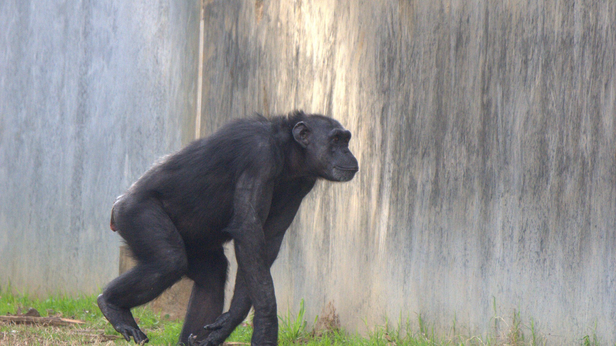 Cybill near neighboring wall. Hugo’s group. (National Geographic/Virginia Quinn)