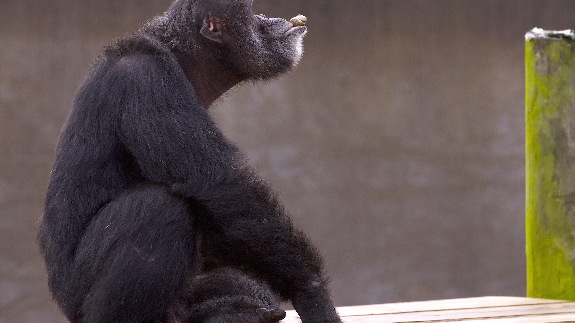 Akeem sat on wooden platform balancing a piece of chow on his bottom lip. Hugo’s group. (National Geographic/Jack Chapman)