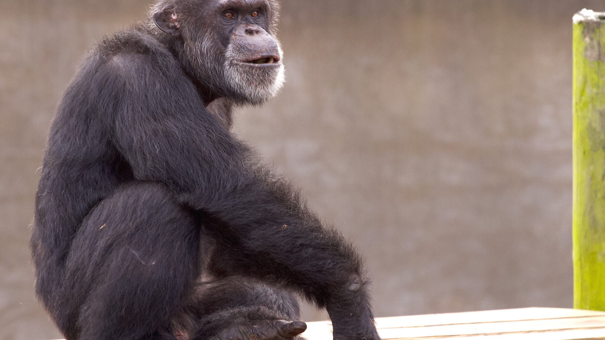 Akeem sat on wooden platform. Hugo’s group. (National Geographic/Jack Chapman)