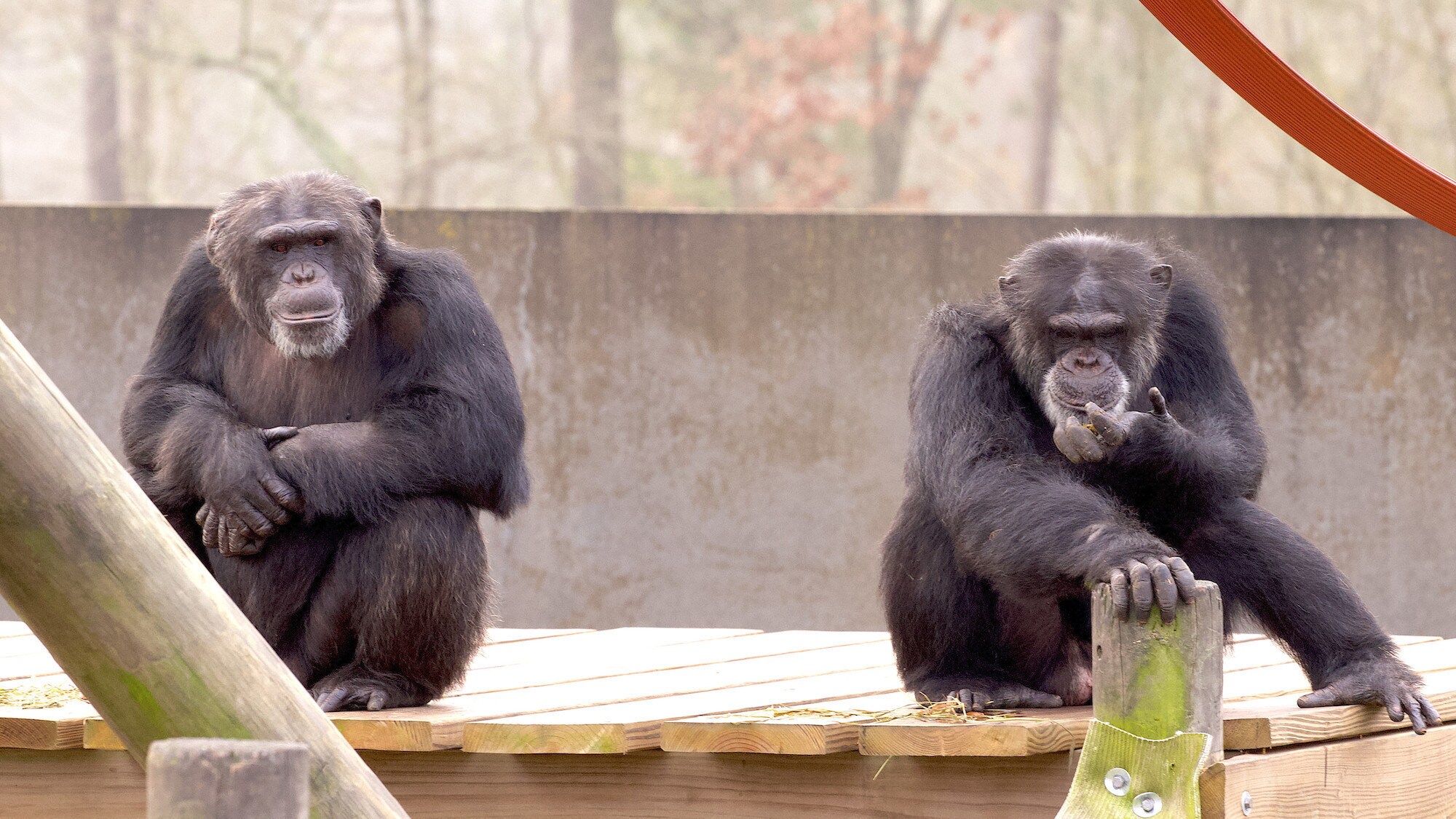 Chimps sat on wooden platform facing camera. (National Geographic/Jack Chapman)