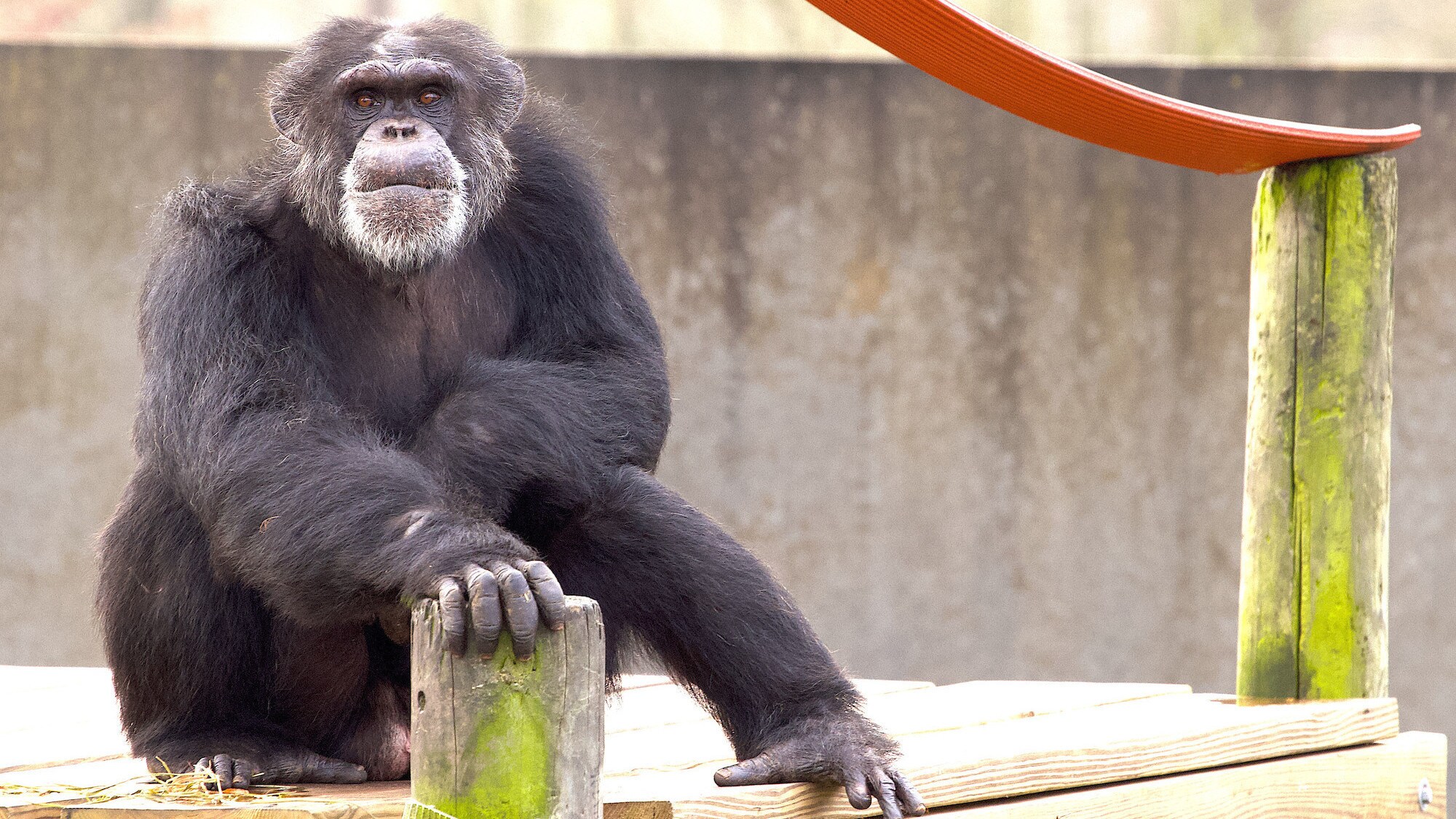 Akeem sat on wooden platform with hand resting on the pole. Hugo’s group. (National Geographic/Jack Chapman)