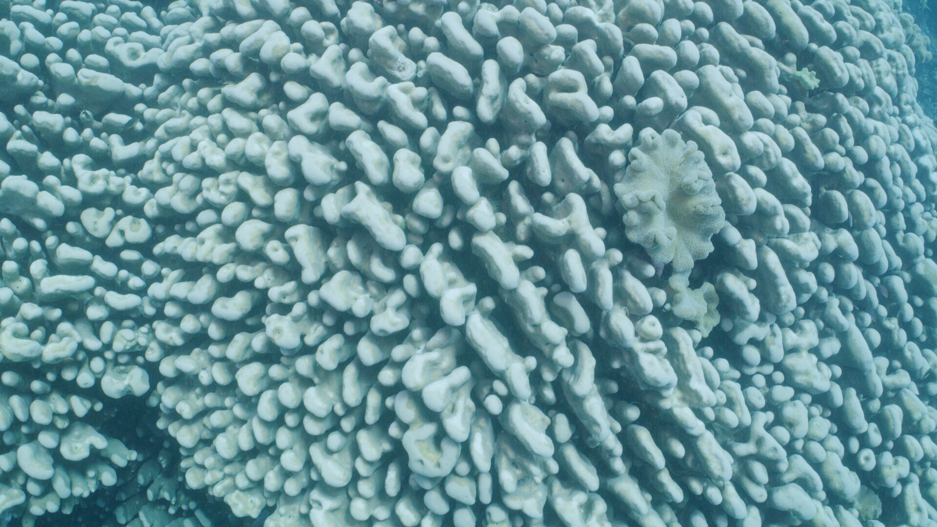 Close up of white coral in the Great Barrier Reef. (National Geographic for Disney+)