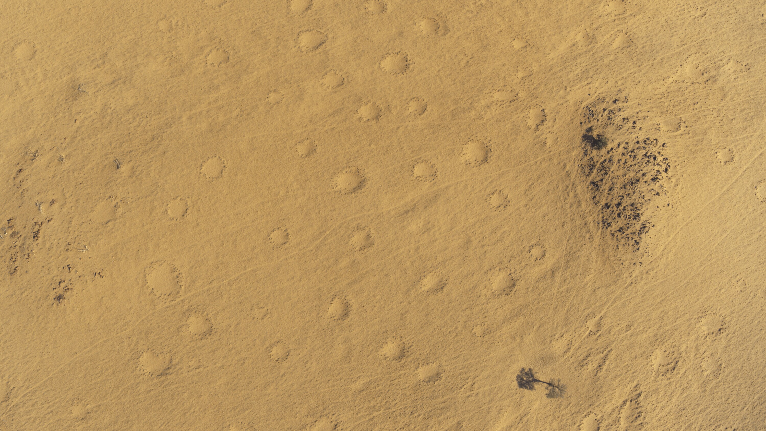 A polka dot pattern found in Namibia. These formations are called "fairy circles" and are actually patches of soil surround by vegetation. (National Geographic for Disney+)