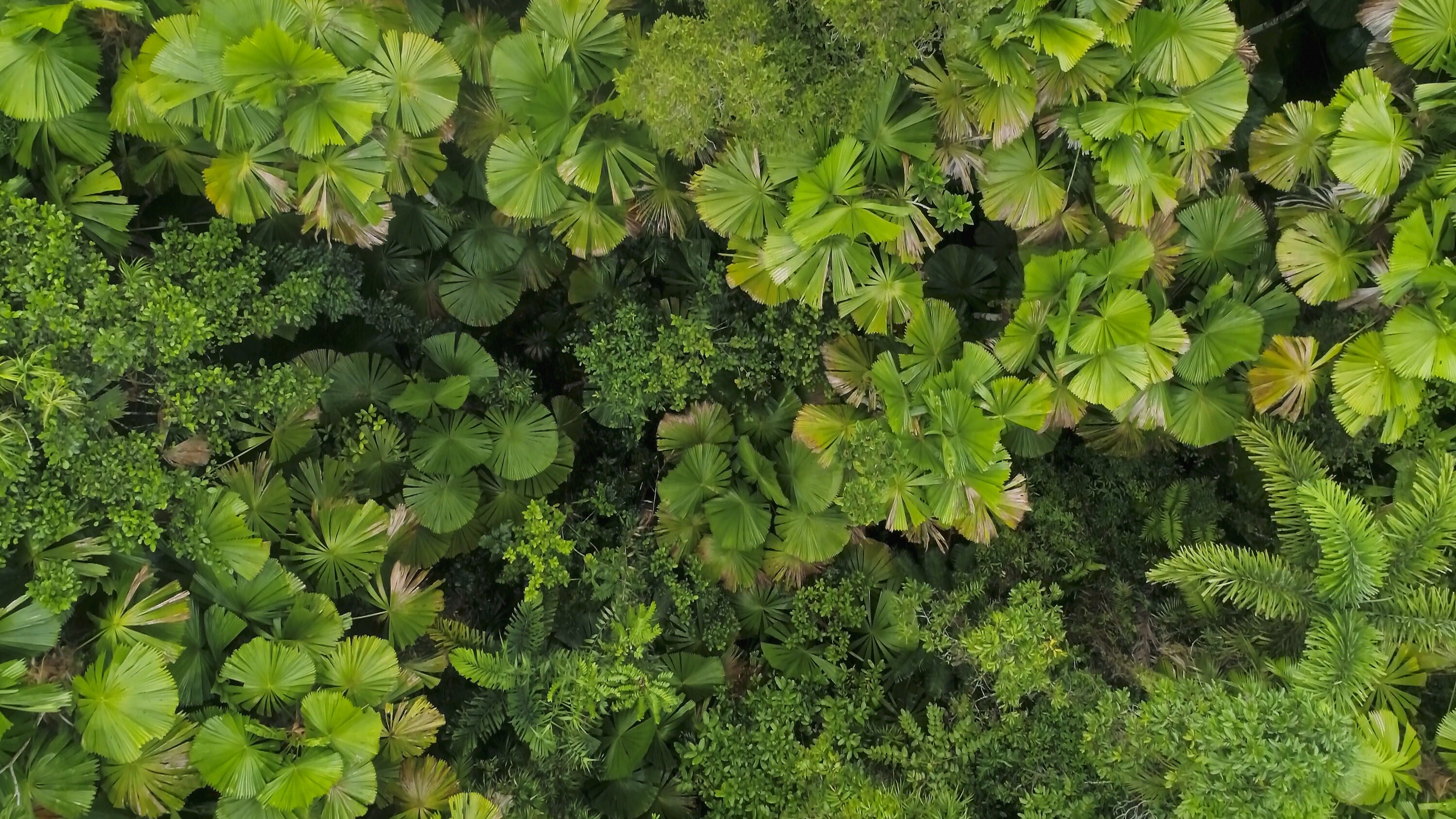 Top-down shot of the tree-top canopy in the Daintree Rainforest, Australia. (National Geographic for Disney+)