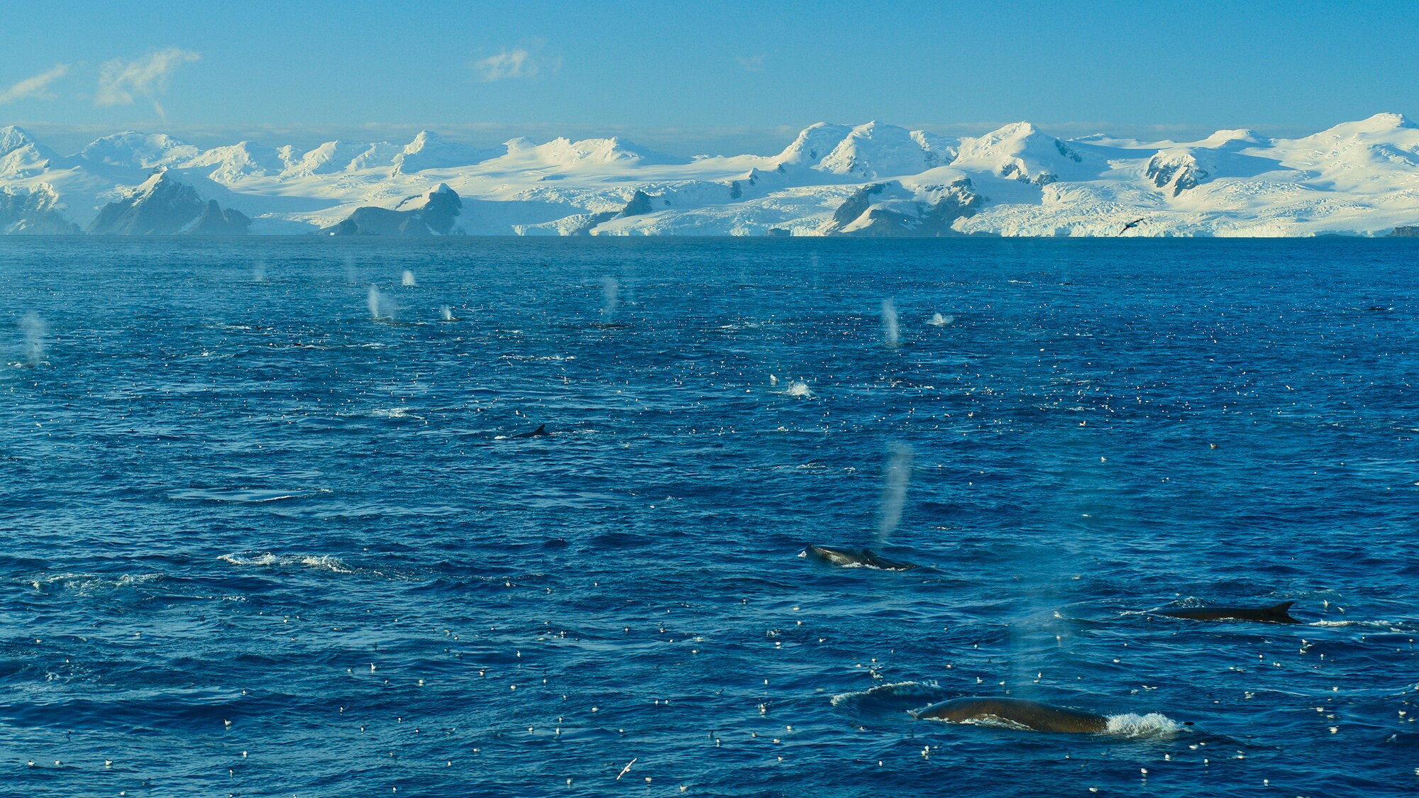 A gathering of fin whales in the Southern Ocean. (Credit: National Geographic/Bertie Gregory for Disney+)