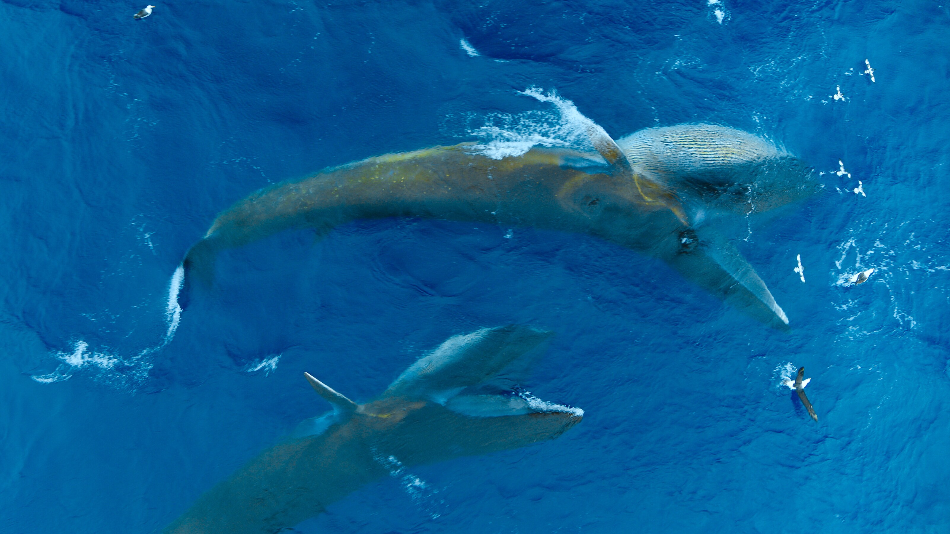 Two Fin whales lung feeding. (Credit: National Geographic/Bertie Gregory for Disney+)