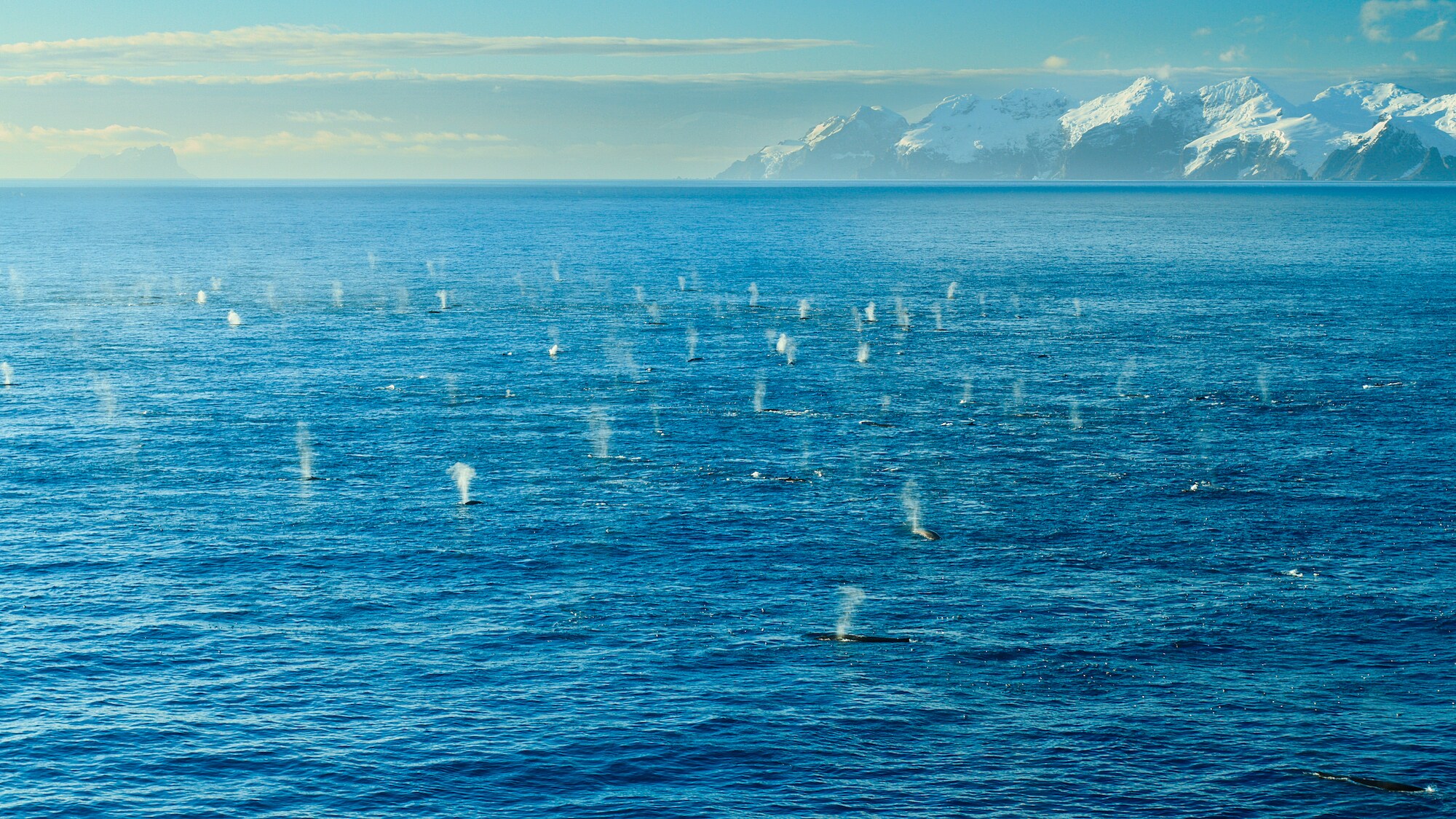 An gathering of Fin whales in the Southern Ocean. (Credit: National Geographic/Bertie Gregory for Disney+)