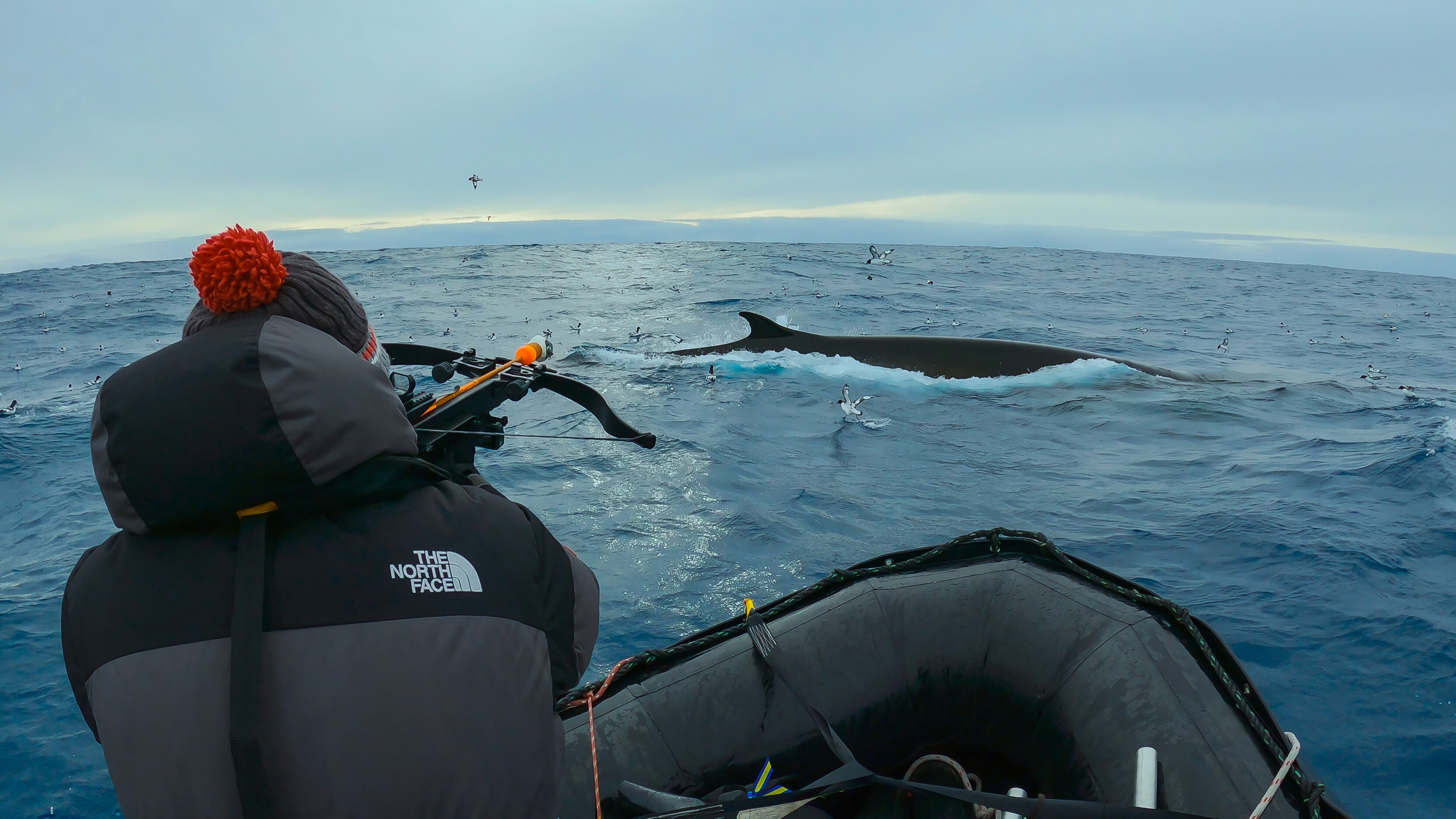 Scientist, Leigh Hickmott, tries to shoot a harmless tag into a whale's fin to collect important data. (Credit: National Geographic/Bertie Gregory for Disney+)