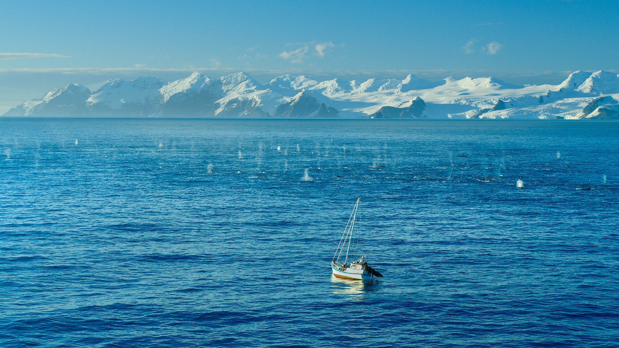 Research and filming yacht, Australis, approaches a gathering of fin whales off Elephant Island. (Credit: National Geographic/Bertie Gregory for Disney+)
