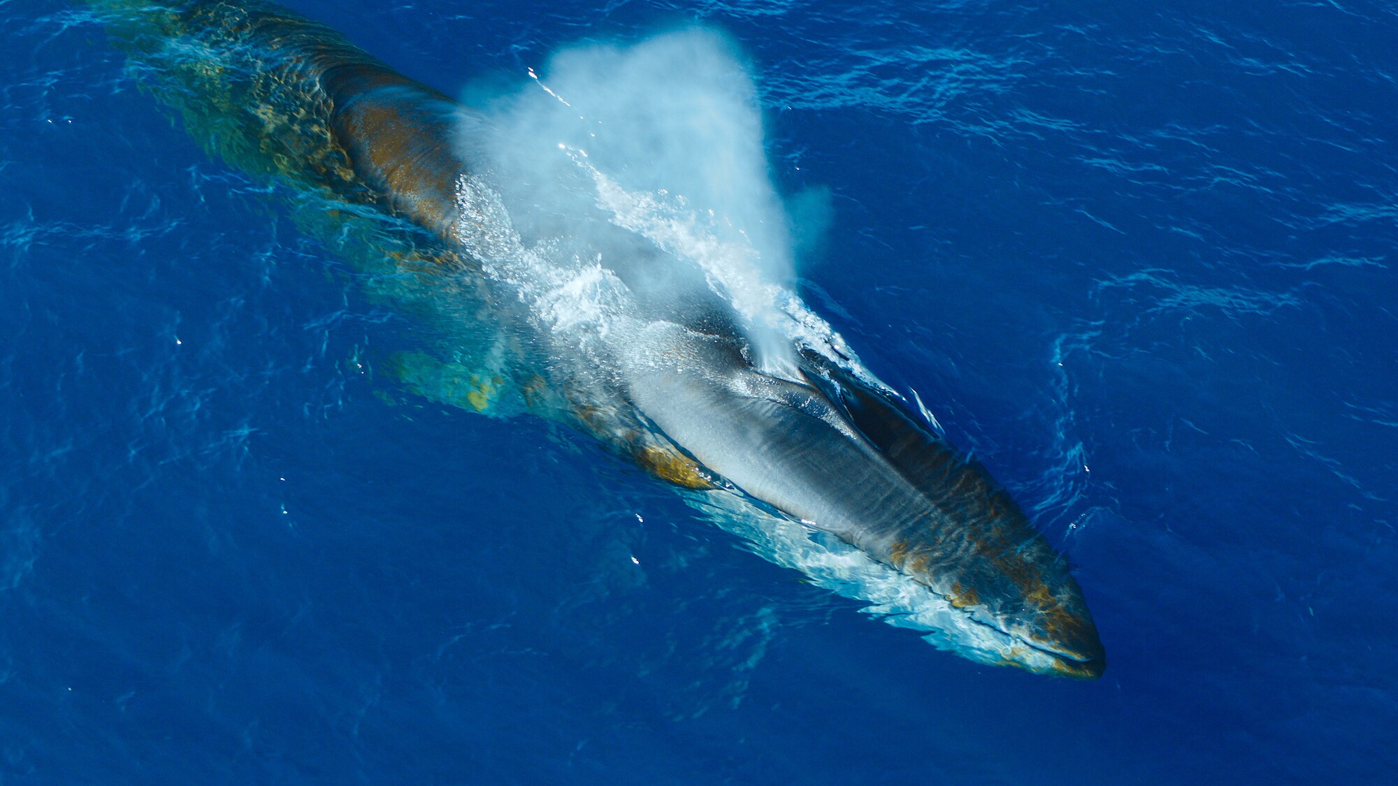 A massive Fin whale swimming through the Southern Ocean. (Credit: National Geographic/Bertie Gregory for Disney+)