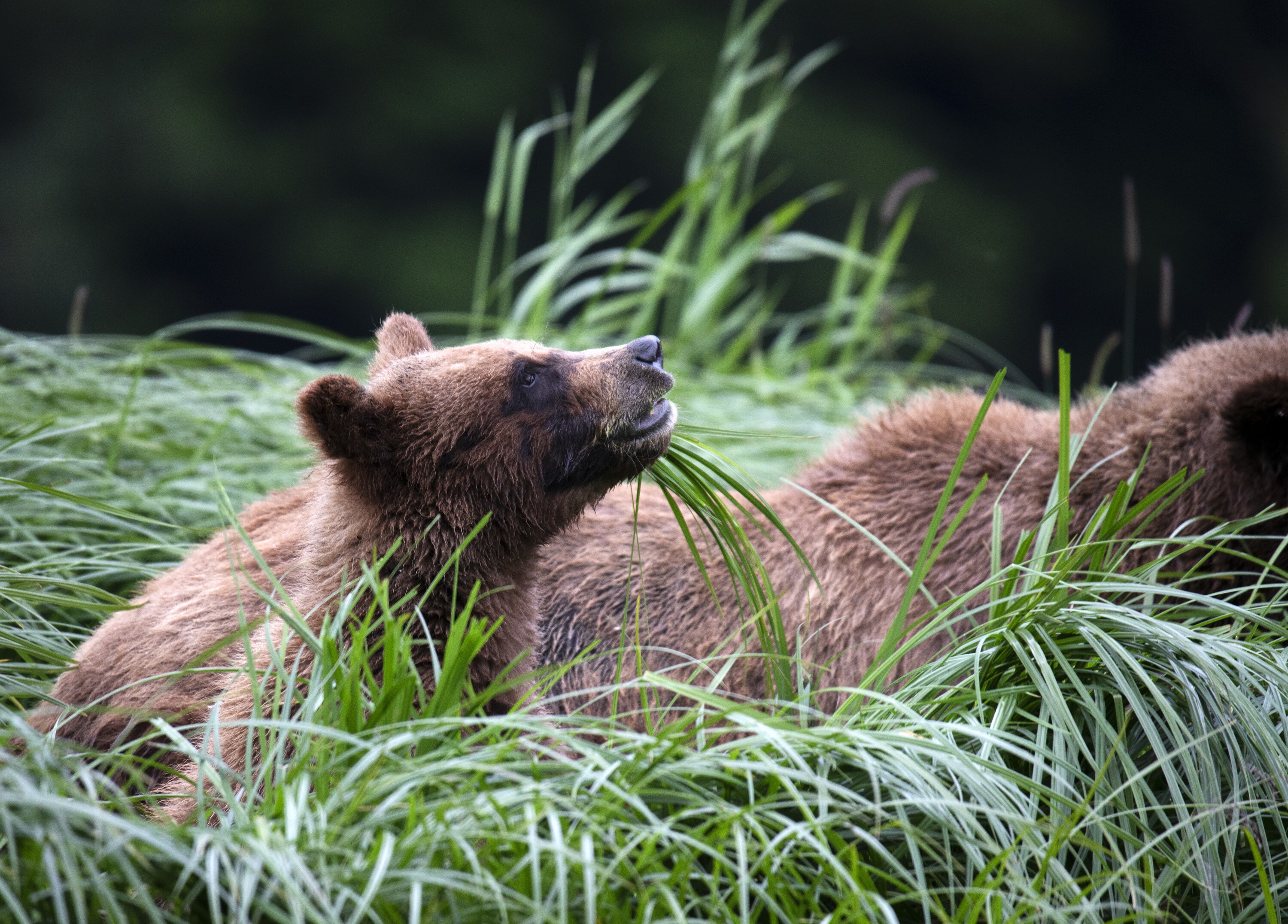 A grizzly bear cub eating sedge. (National Geographic for Disney+/Matthew Hood)