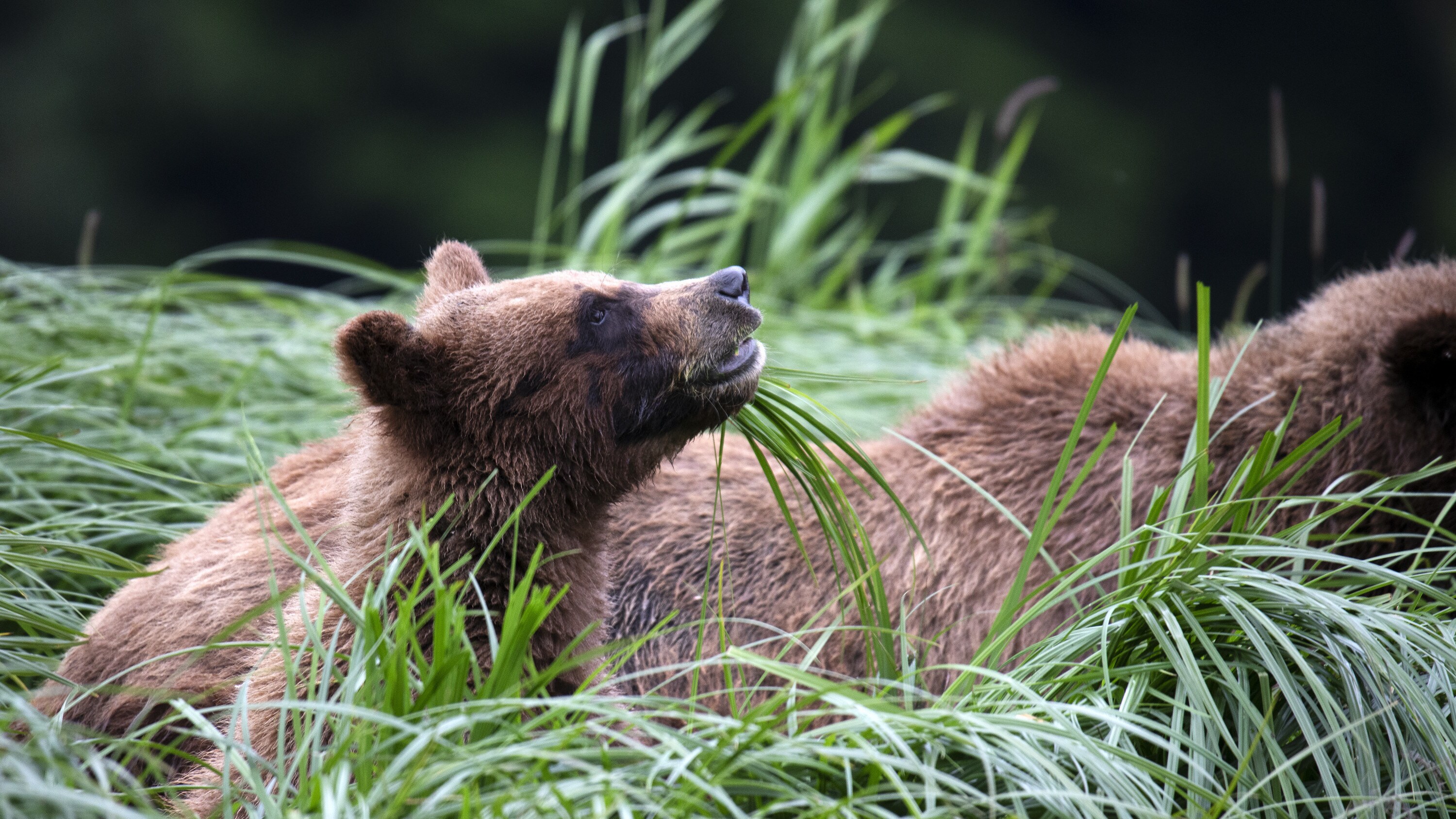 A grizzly bear cub eating sedge. (National Geographic for Disney+/Matthew Hood)