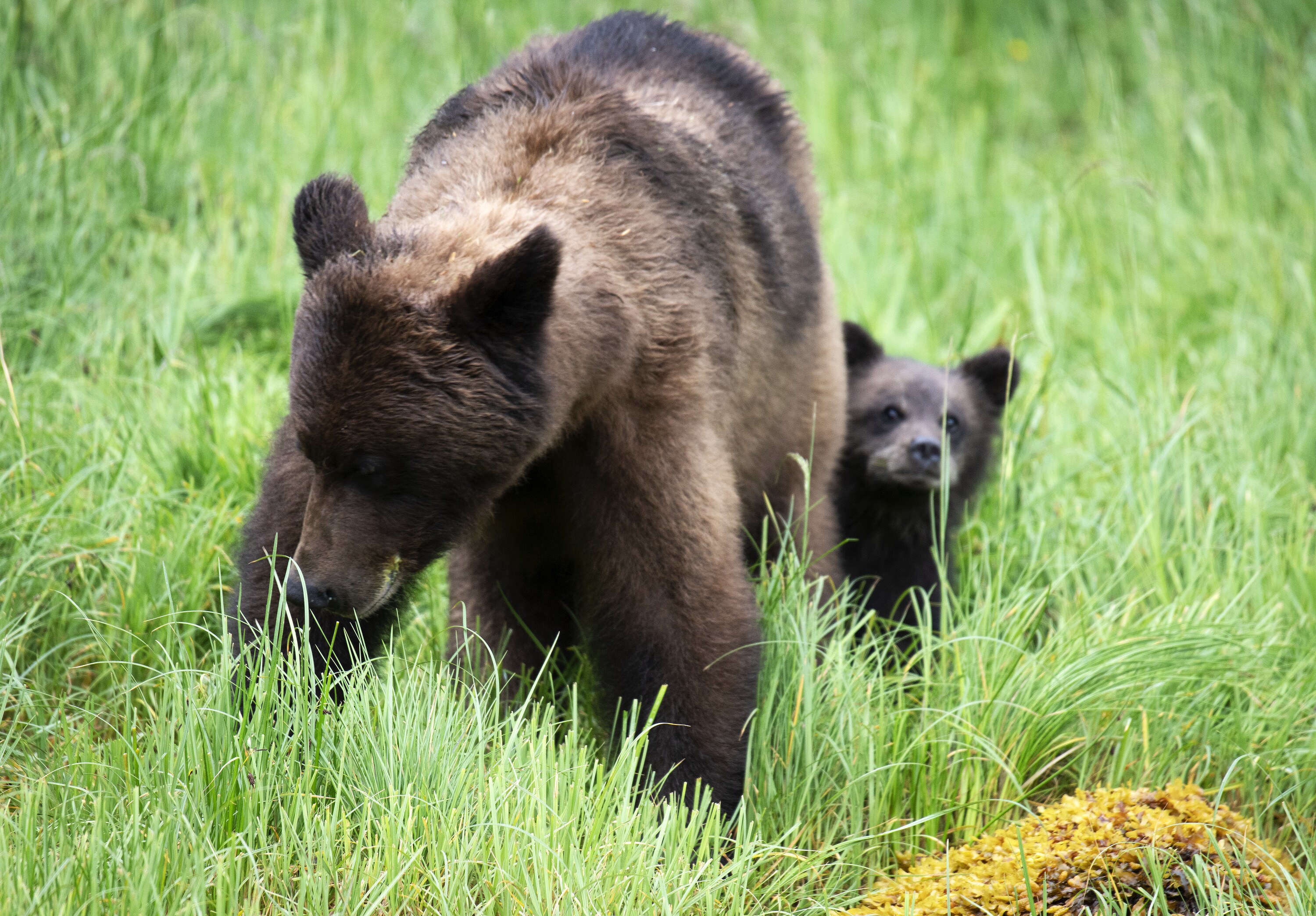 Fern with her cub Lulu standing behind her. (National Geographic for Disney+/Matthew Hood)