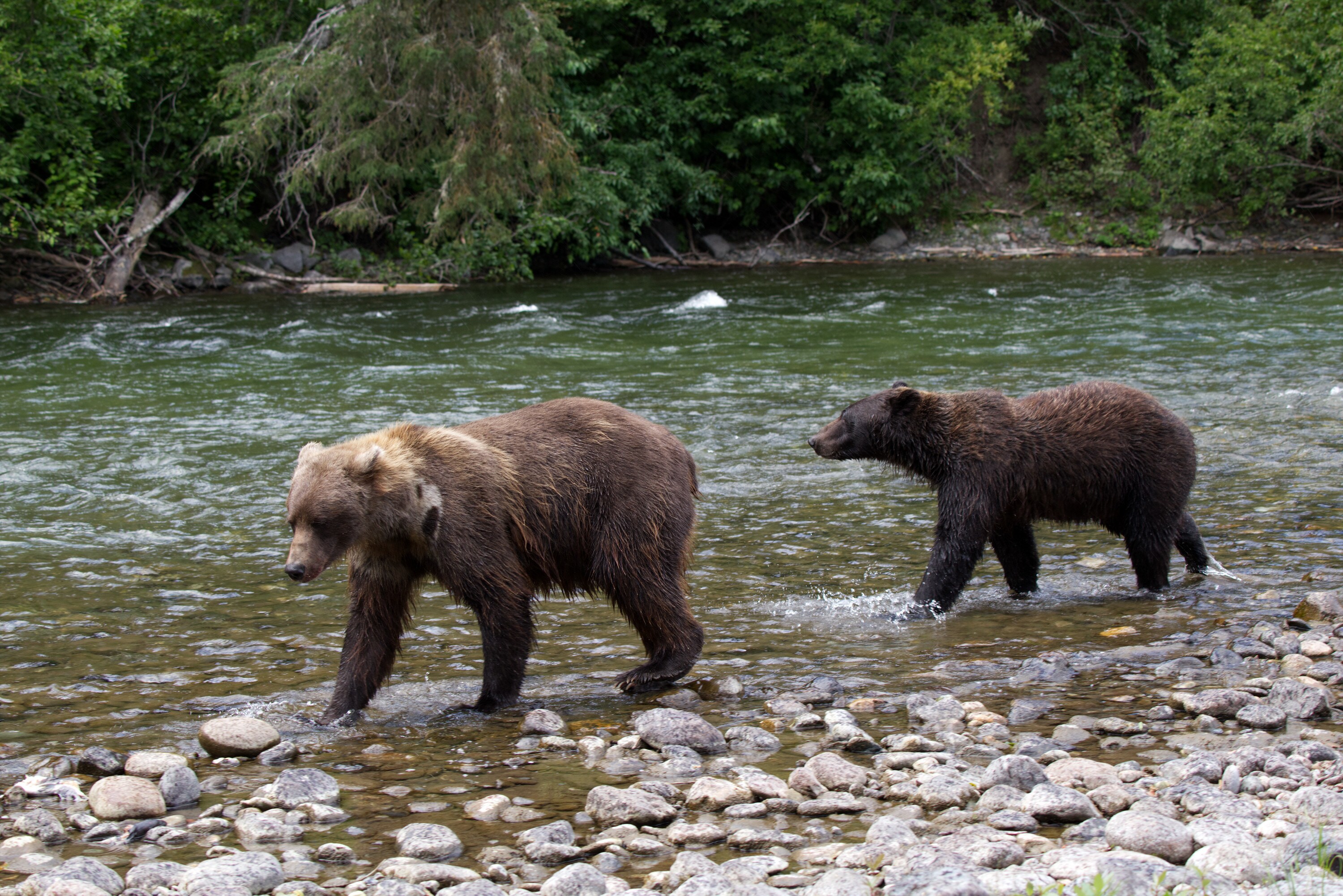 Two bears walk along the riverbank in the Great Bear Rainforest. (National Geographic for Disney+/Samuel Ellis)