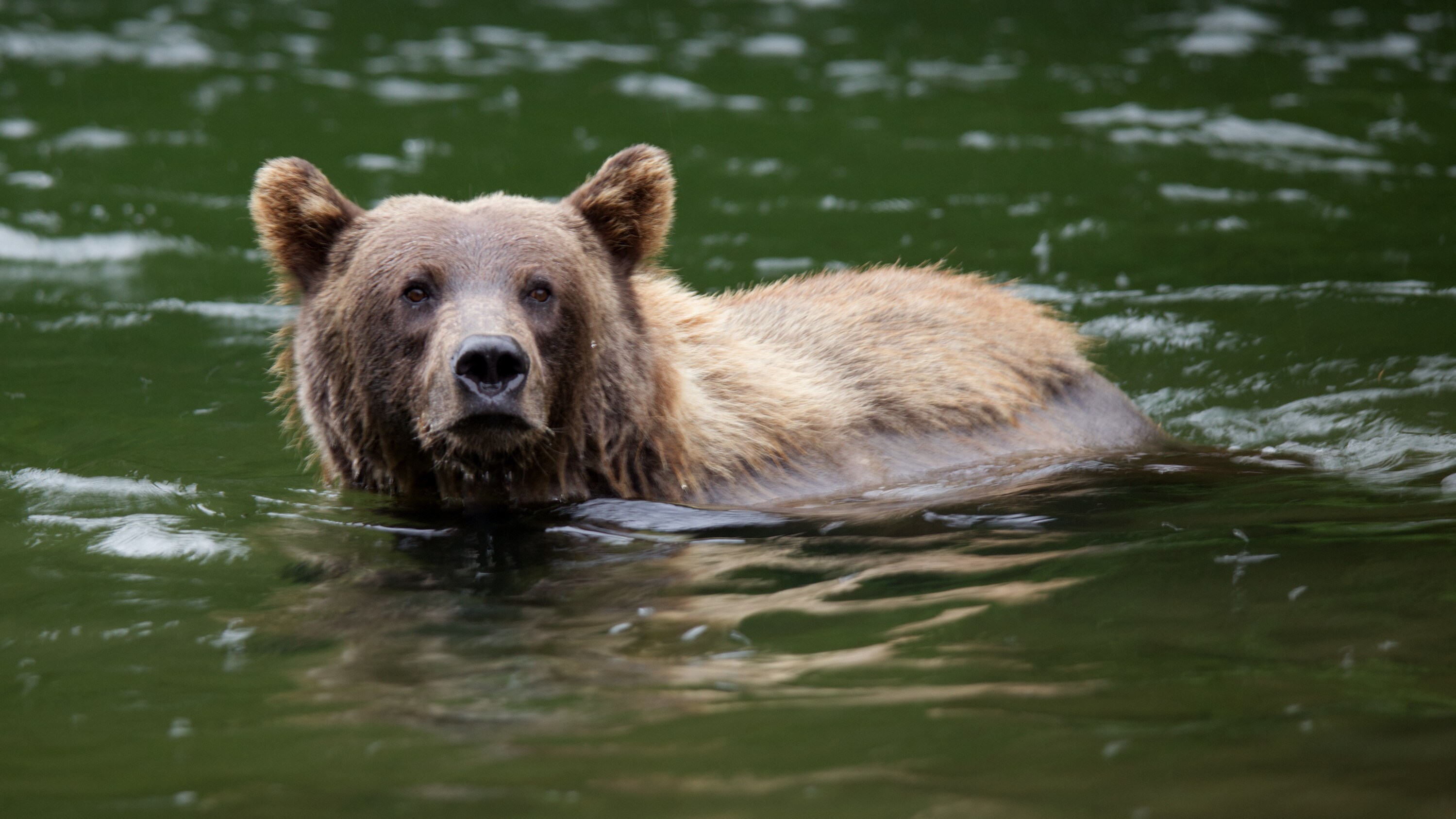 Fern the grizzly bear swims in water looking for salmon. (National Geographic for Disney+/Samuel Ellis)