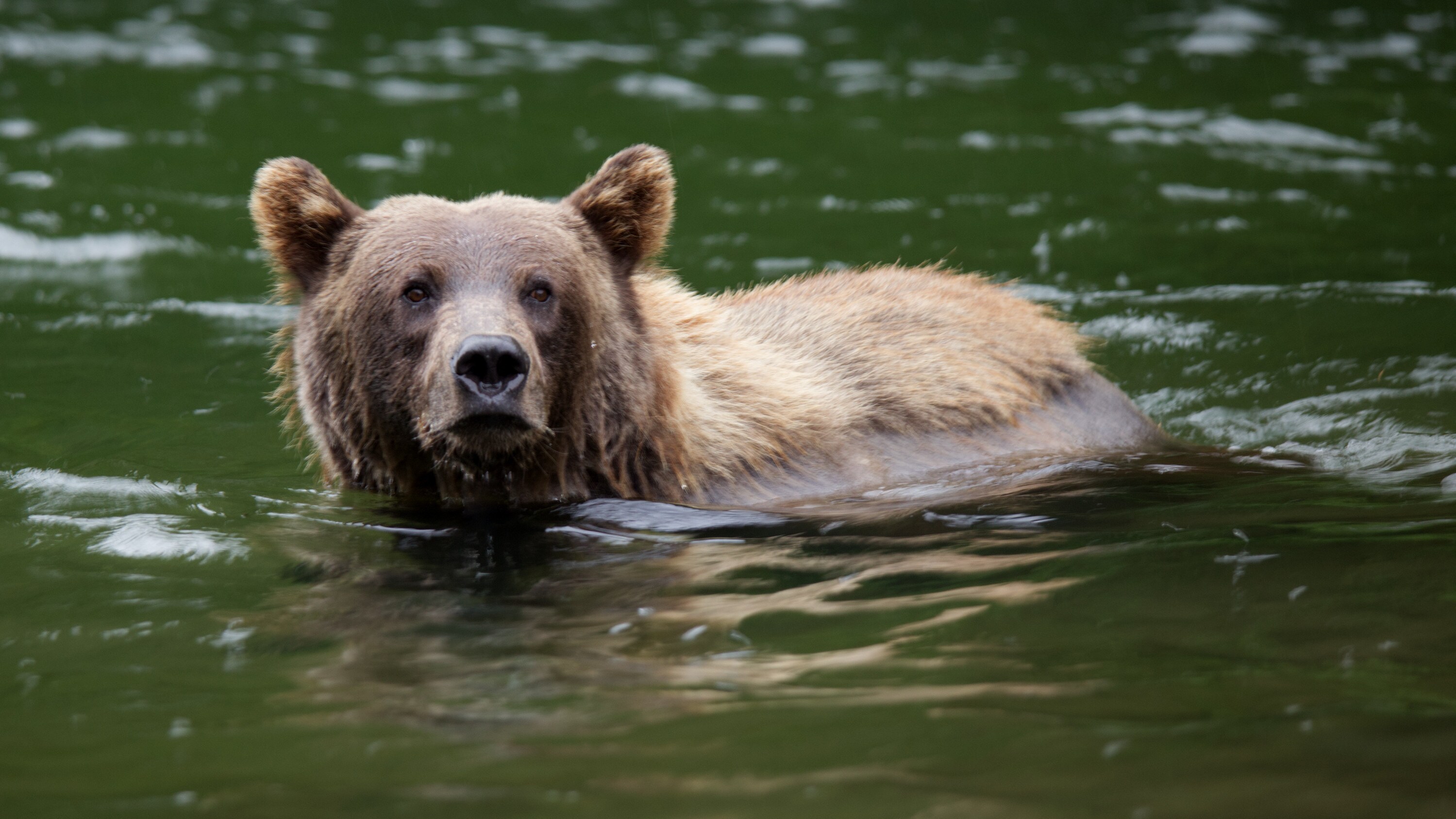 Brown Bear  National Geographic